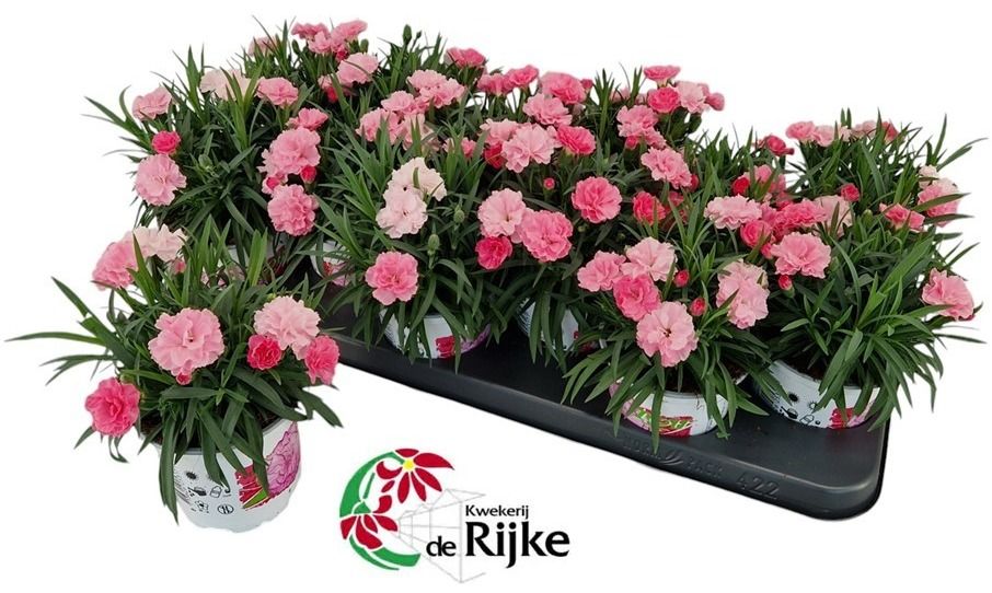 Dianthus IloveU, D 10