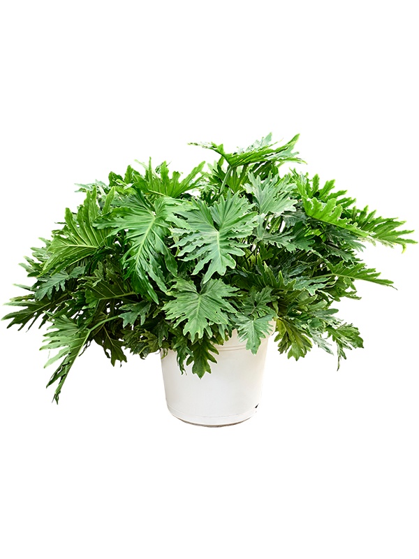 Philodendron selloum XXL, D 60