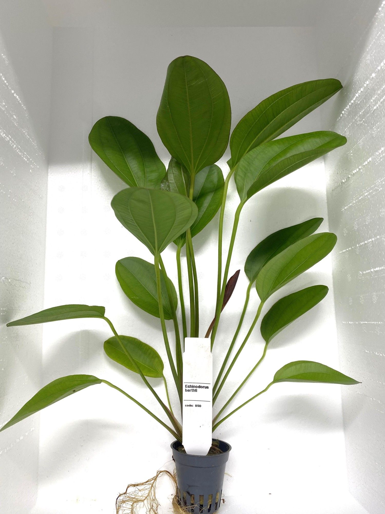 echinodorus barthii (double red), D 5