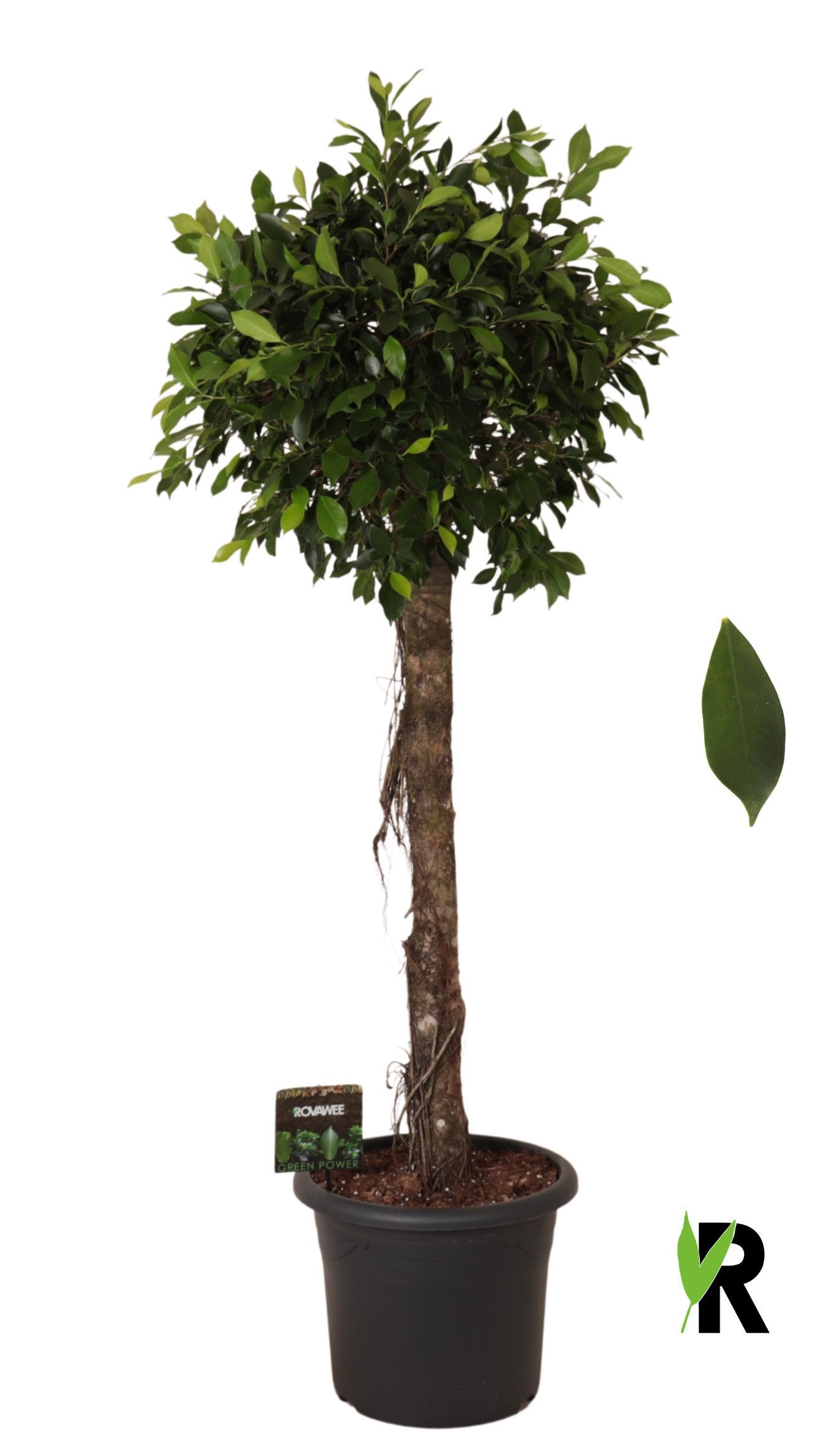 Ficus micr. Nitida op stam, D 40