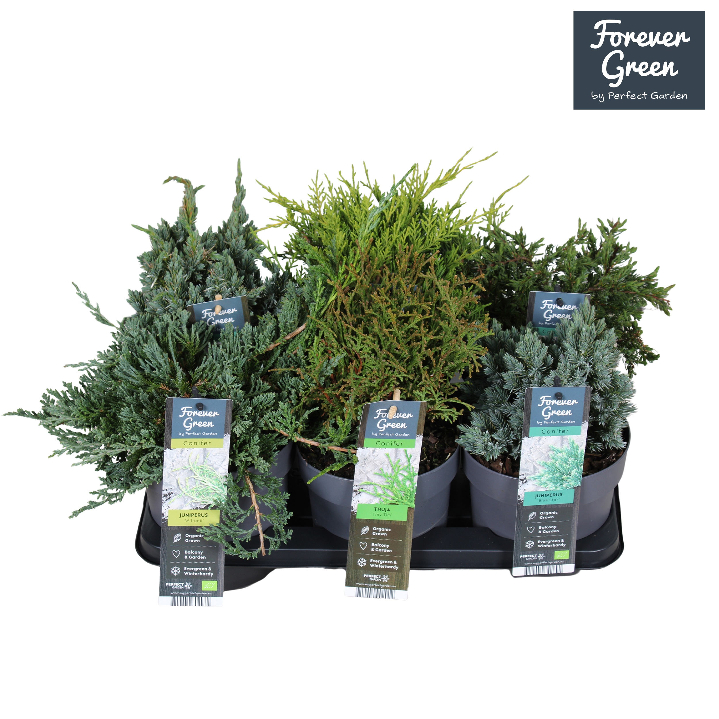 Coniferen mix tray P14, D 14