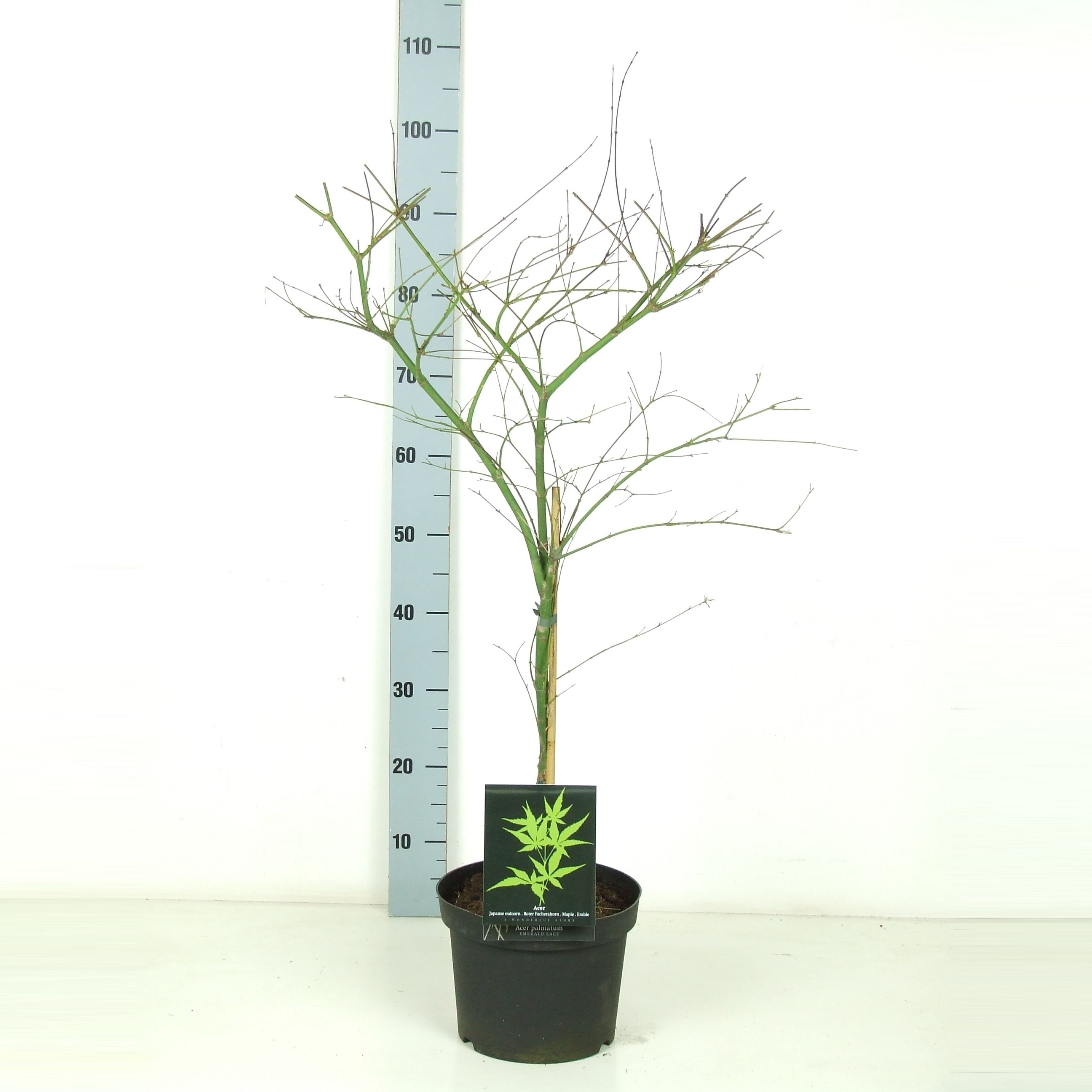 Acer palmatum 'Emerald Lace' P23 Full CC, D 23