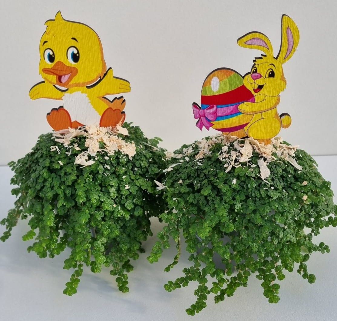 P2 Haas kuiken mix met snippers, D 9