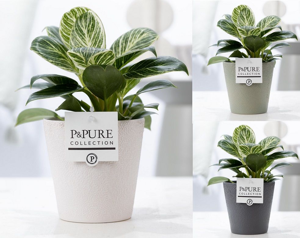 Philodendron White Wave in P&PURE Ruby ceramics ass.3, D 12