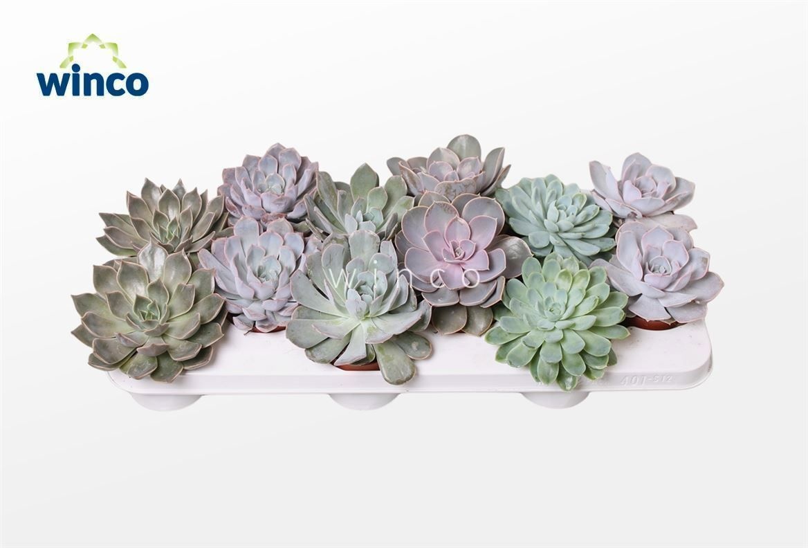 Echeveria Mix Xl (5 Spc.), D 8,5