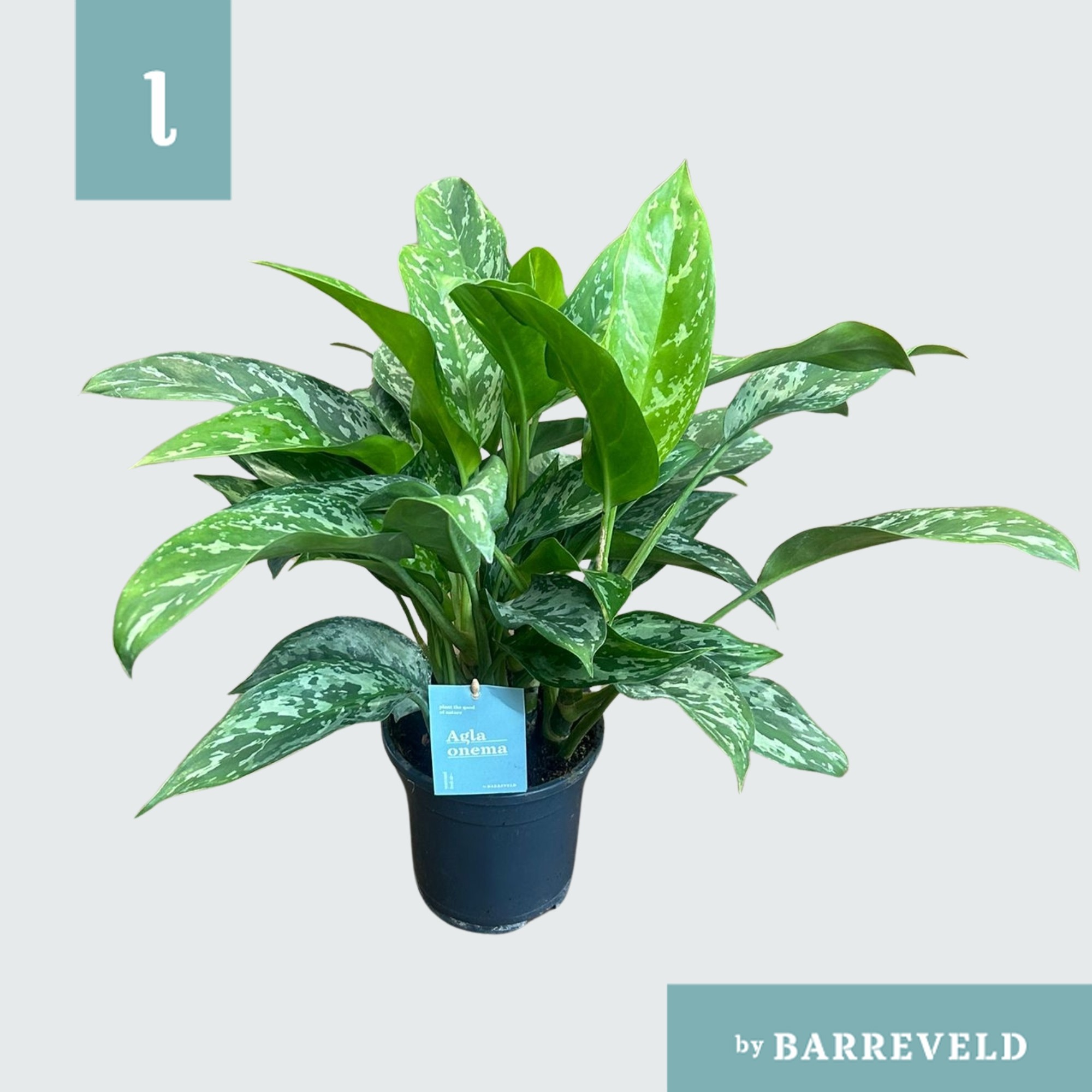 Green Agla 'Green Lady' (Aglaonema), D 17