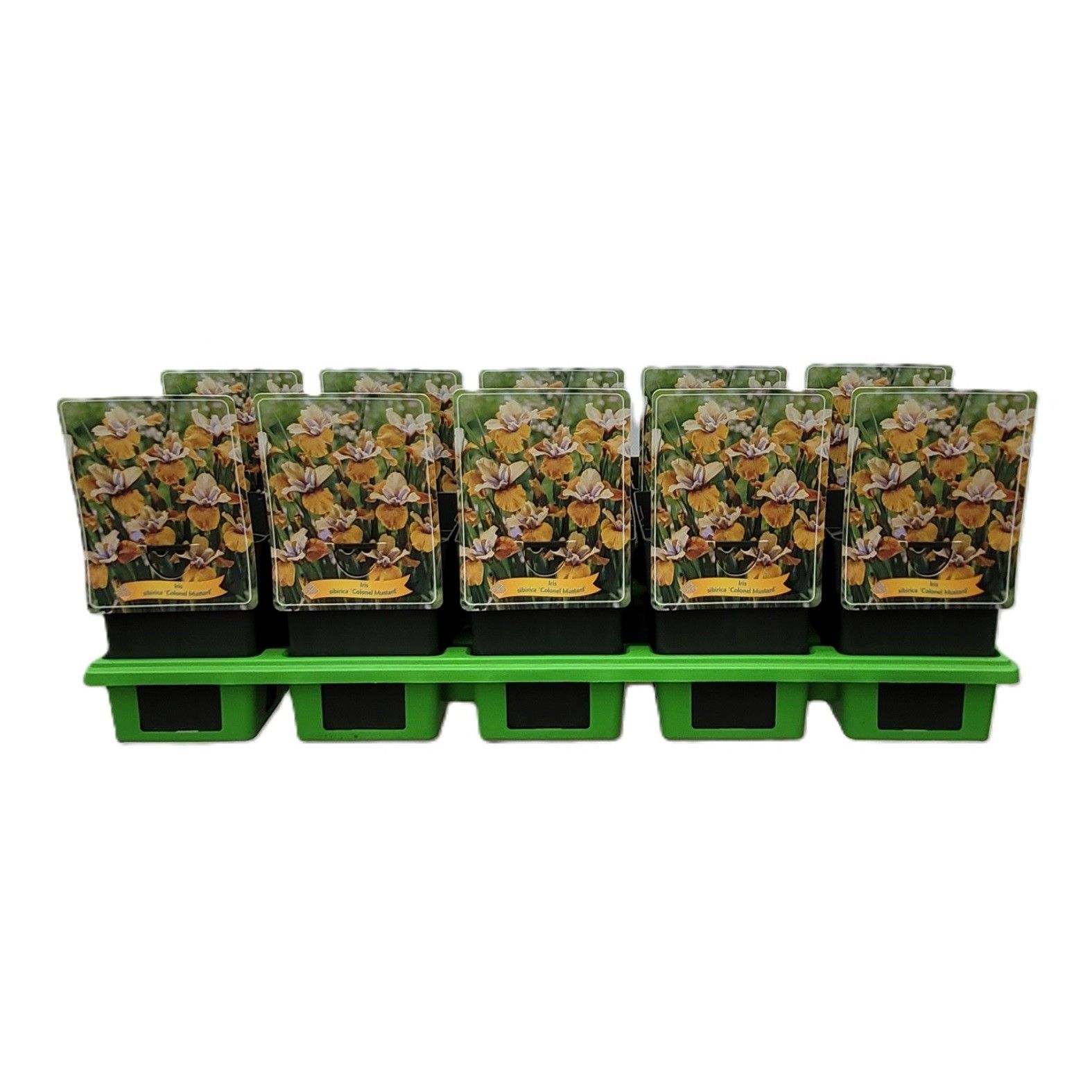 Iris sibirica 'Colonel Mustard' P11, D 11