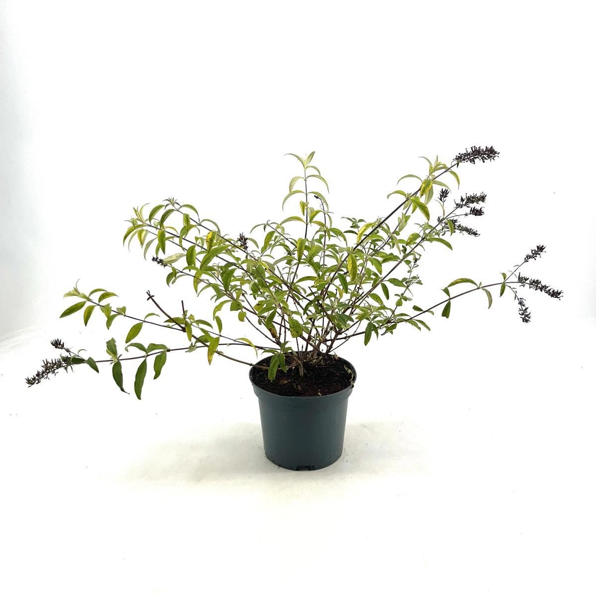 Buddleja d. 'Santana', D 19