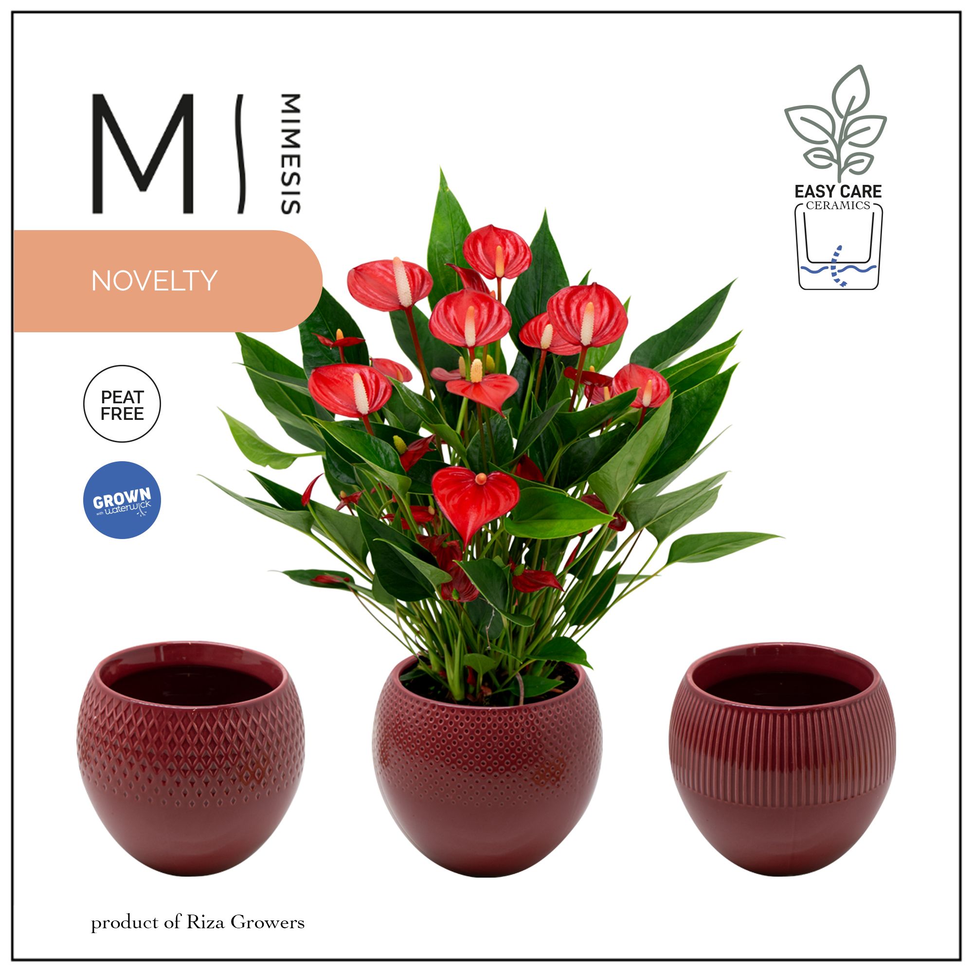 Mimesis Anthurium KARMA Million - Bolivia Burgundy, D 12