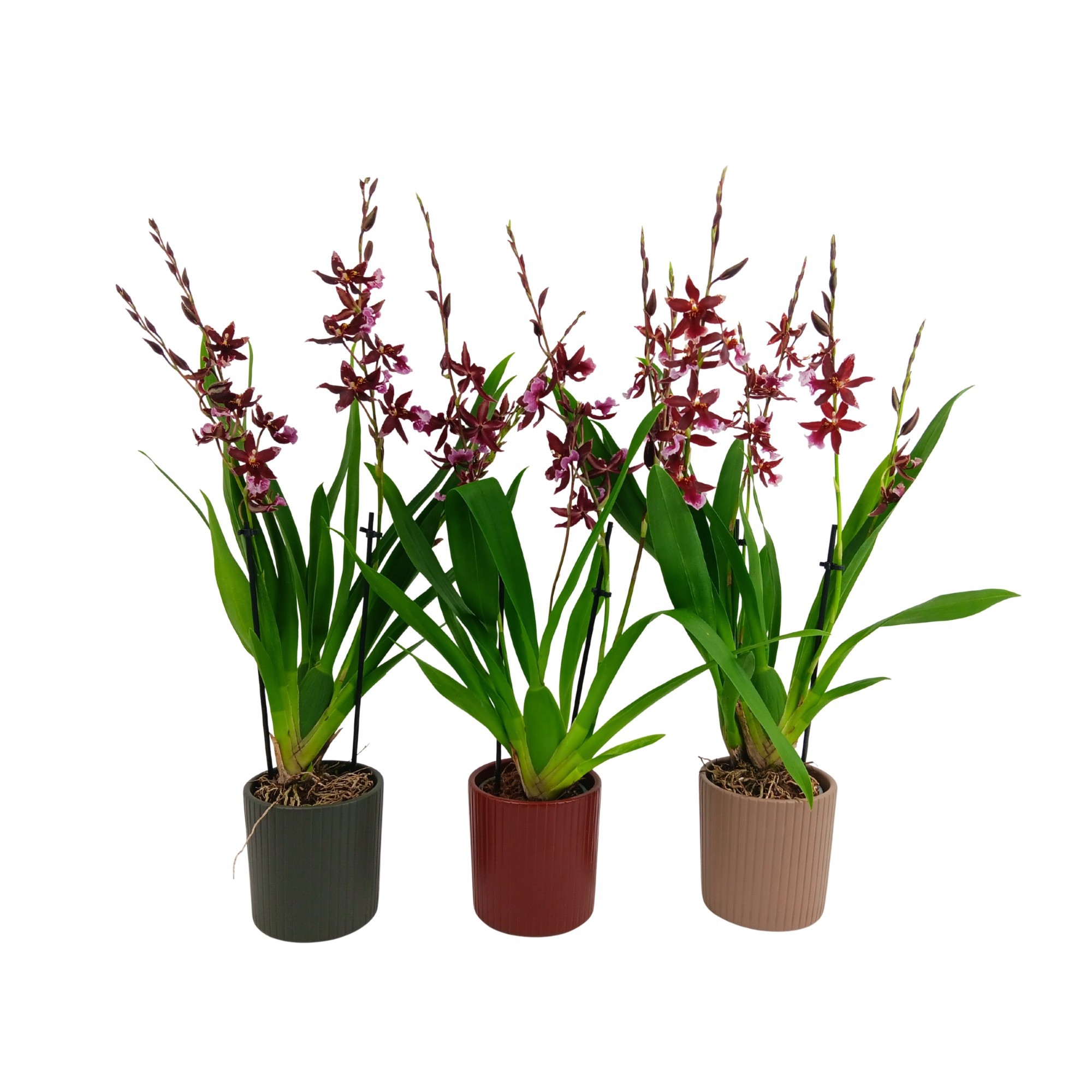 Inca Cambria Barrocco Red 3-4 spike 9cm in Eva ceramics, D 9