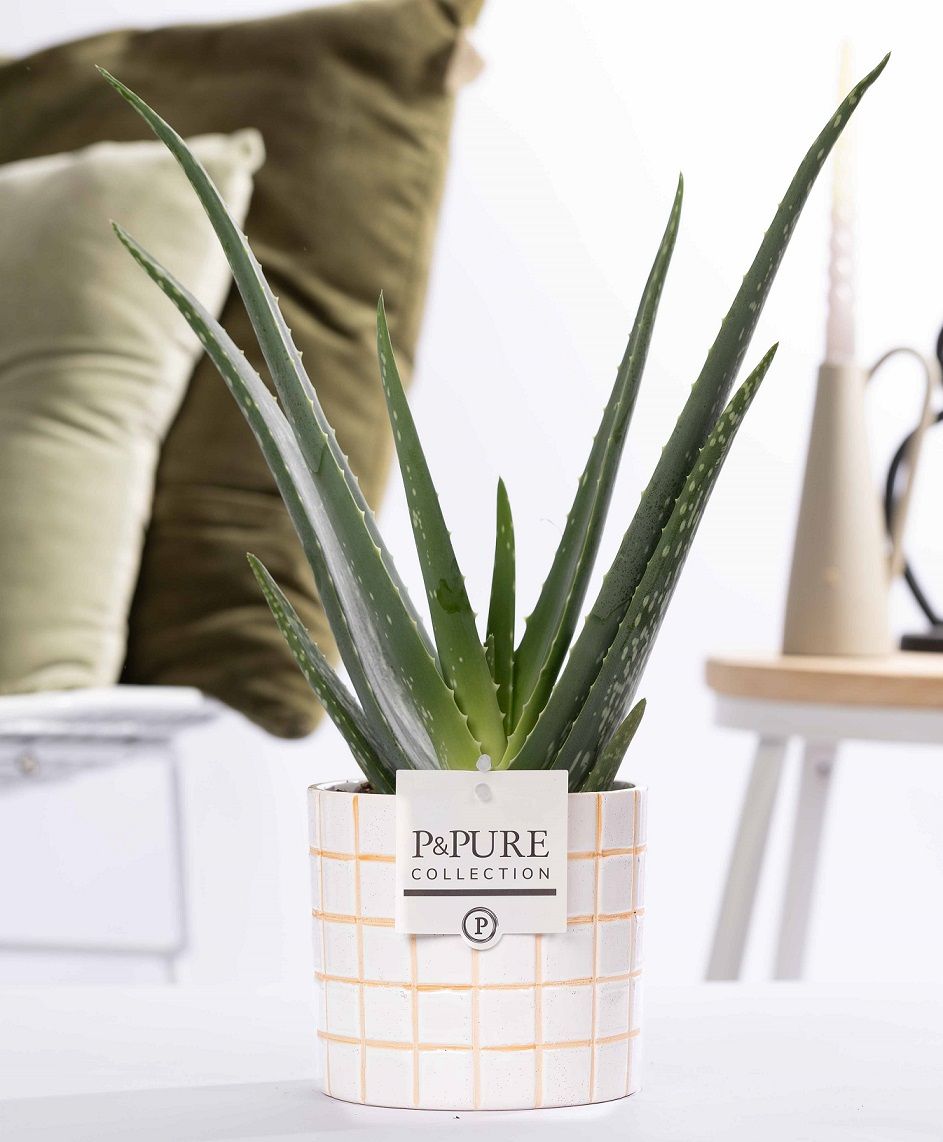 Aloe Vera in P&PURE Tirza ceramics, D 12