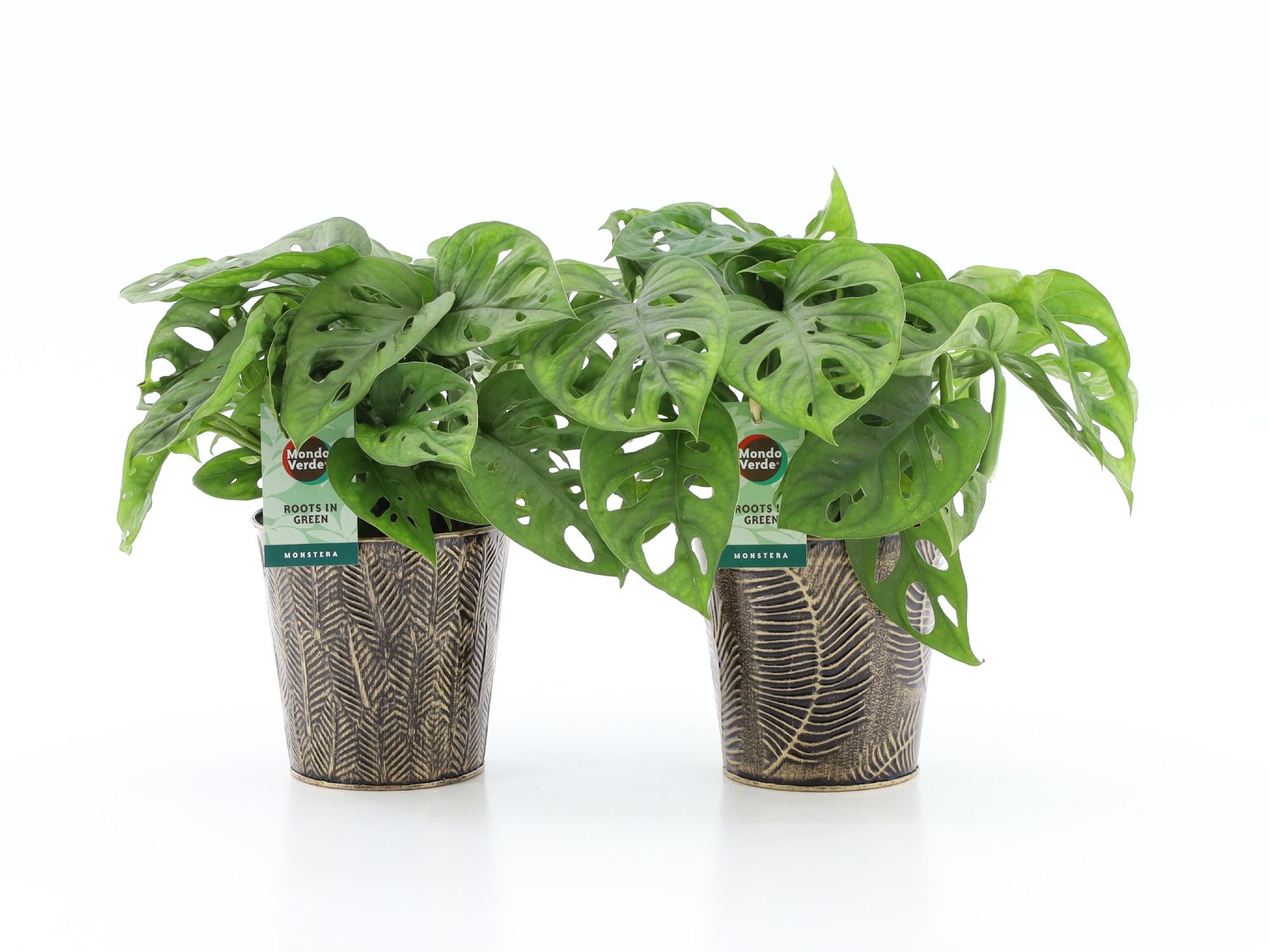 Monstera Adansonii in Iron Leaf, D 13