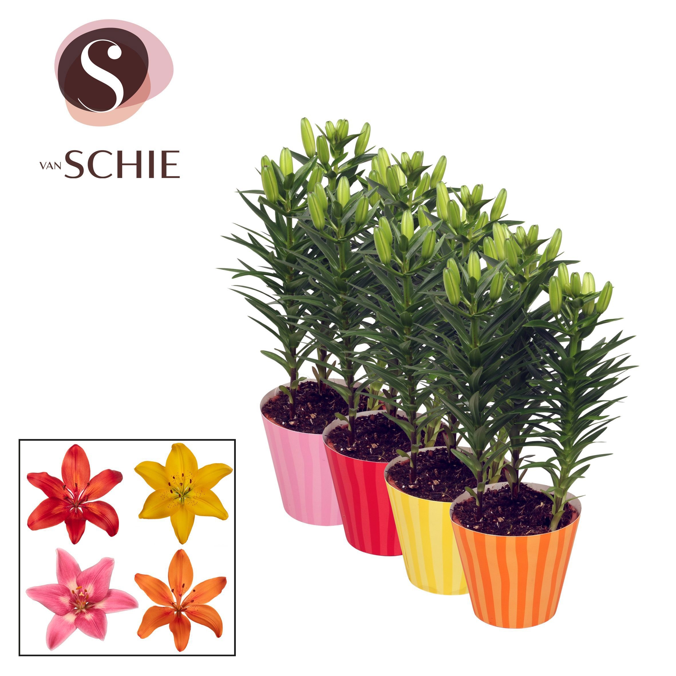 Aziaat Mix 13cm Potcover STRIPES, D 13