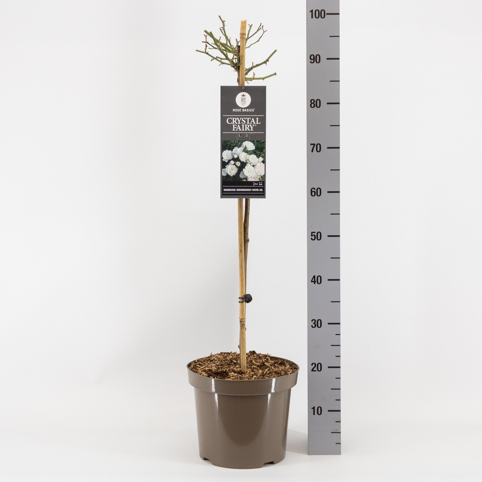 Rosa (P) Crystal Fairy, stam 70, C7.5, D 26