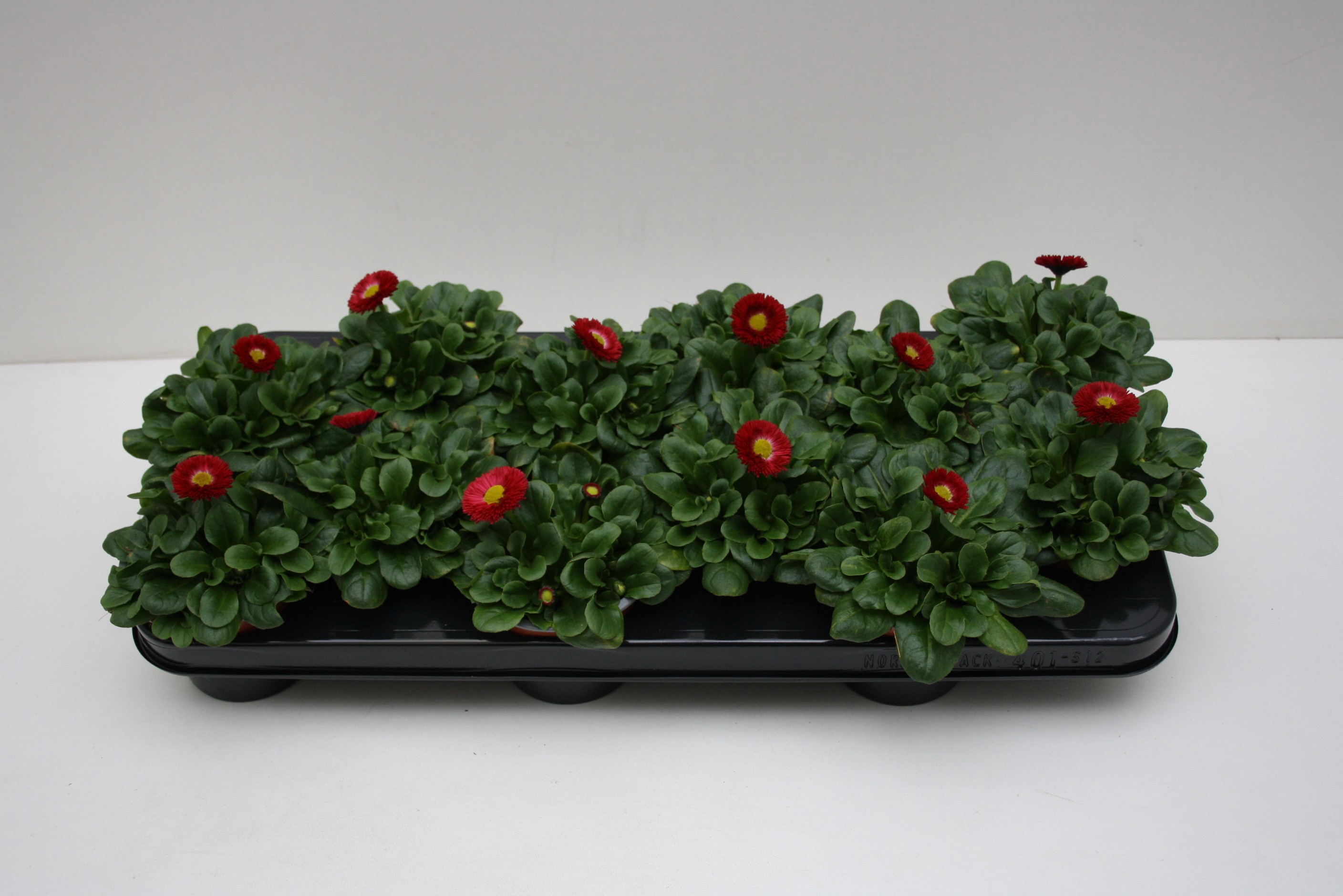 bellis Perennis Klein bloemig Rood, D 10,5