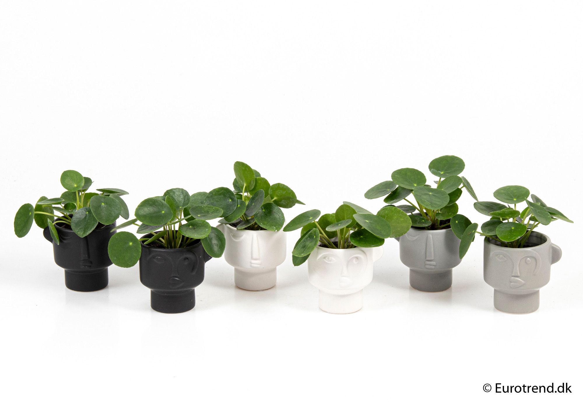 Pilea Pepemioides in ceramic - New Look 2025, D 6