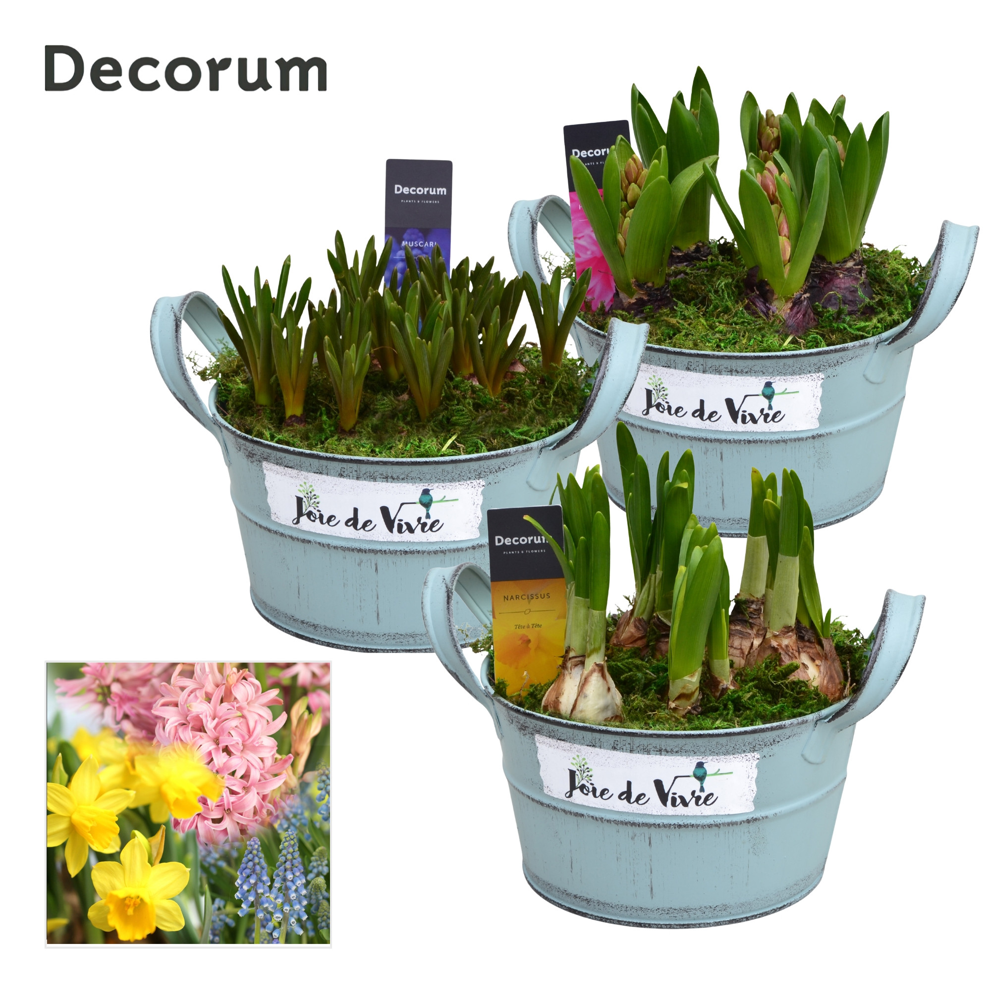 Bollenmix Joie de Vivre HL15563B, D 18