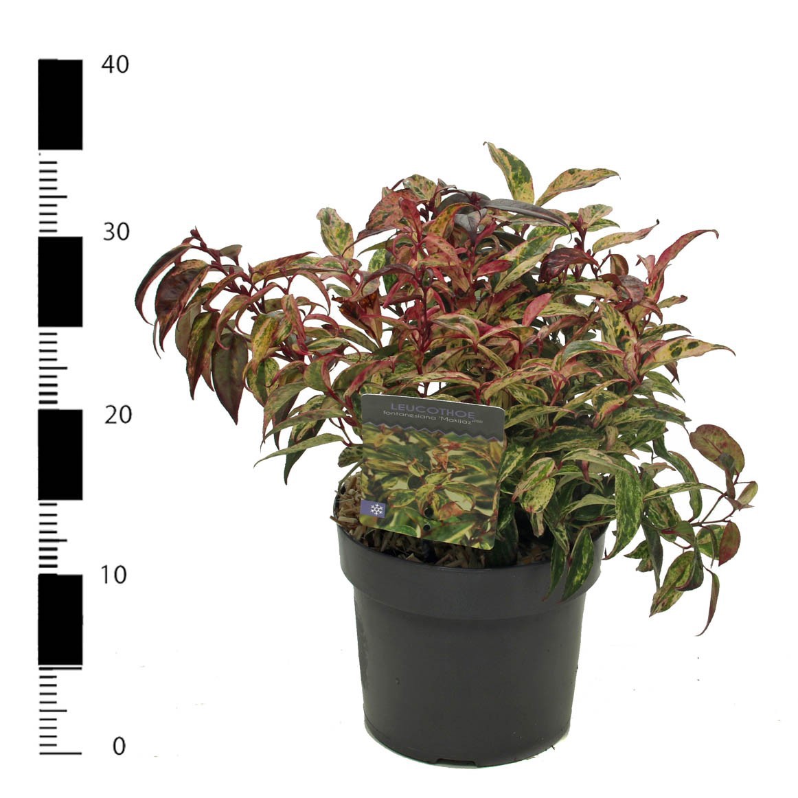 Leucothoe fontanesiana 'Makiejaz', D 17