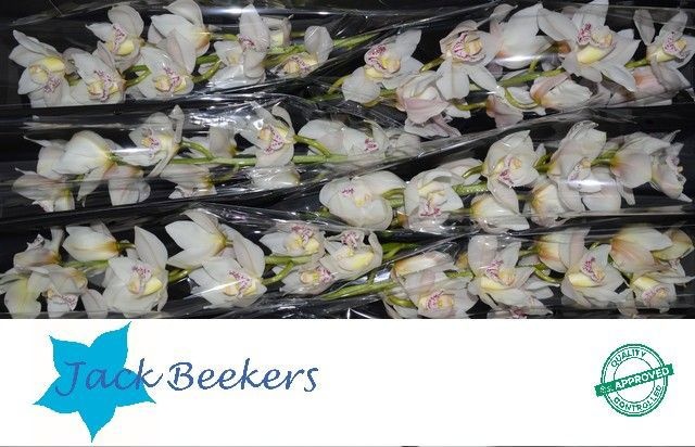 Цимбидиум Стеффи x6 80, шт.