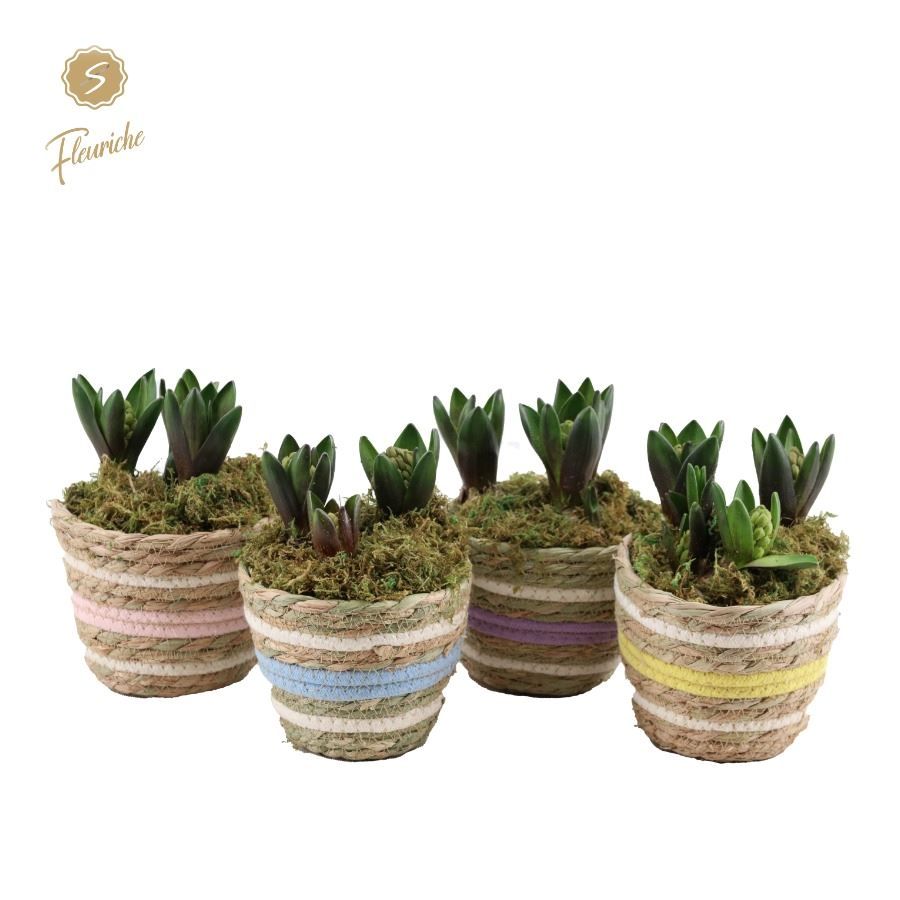 (3413) Hyacint Carry Me Home [M] 3PP Mos, D 15