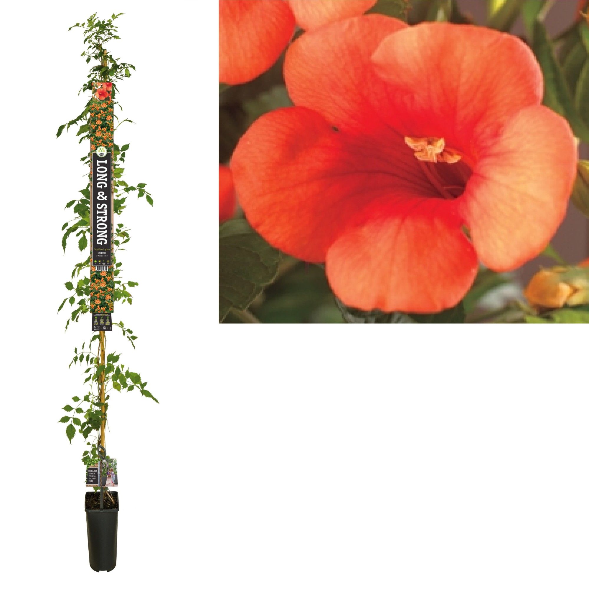 Campsis t. 'Madame Galen' +Long & strong label, D 23