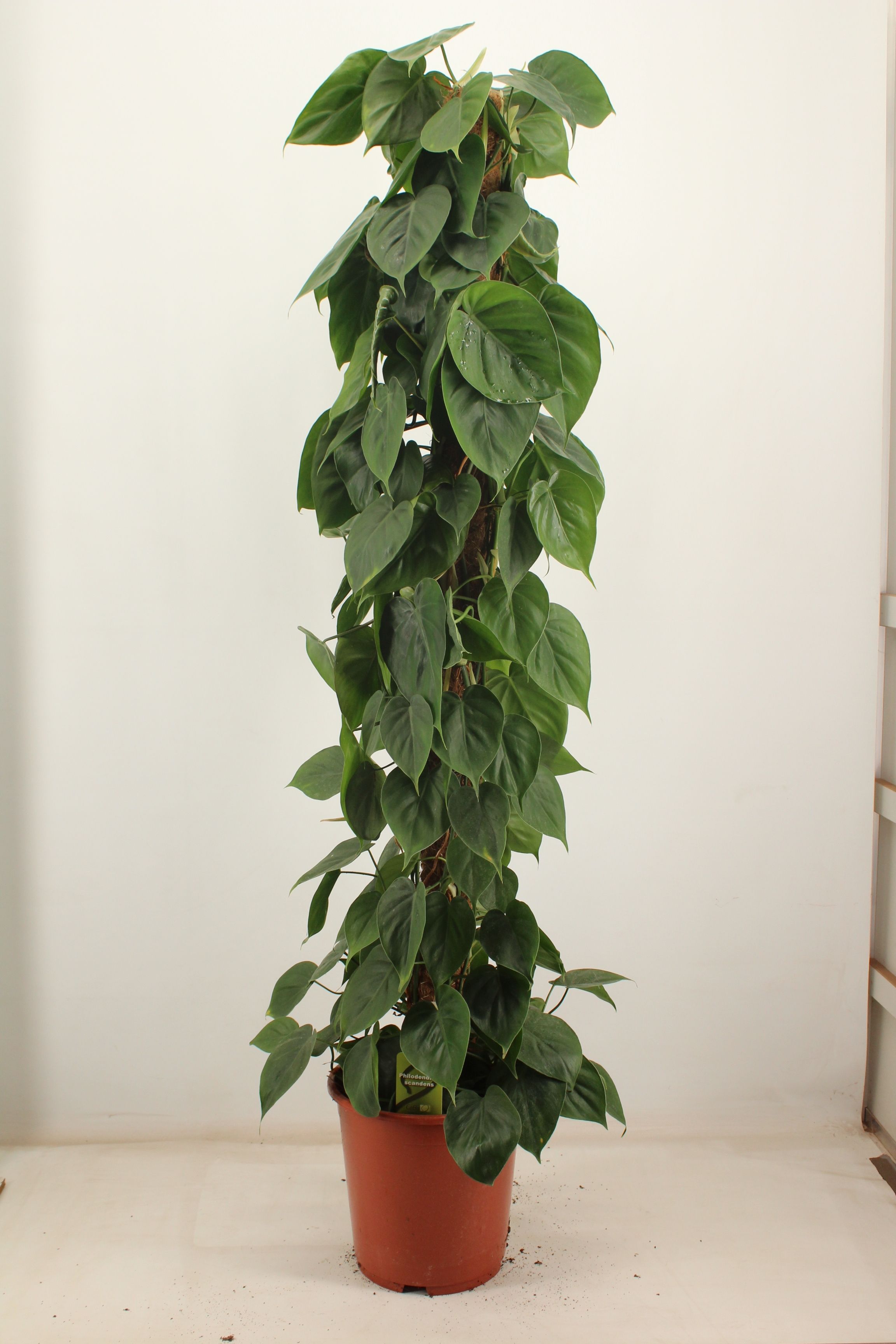 philodendron scandens 150cm (kopie), D 27