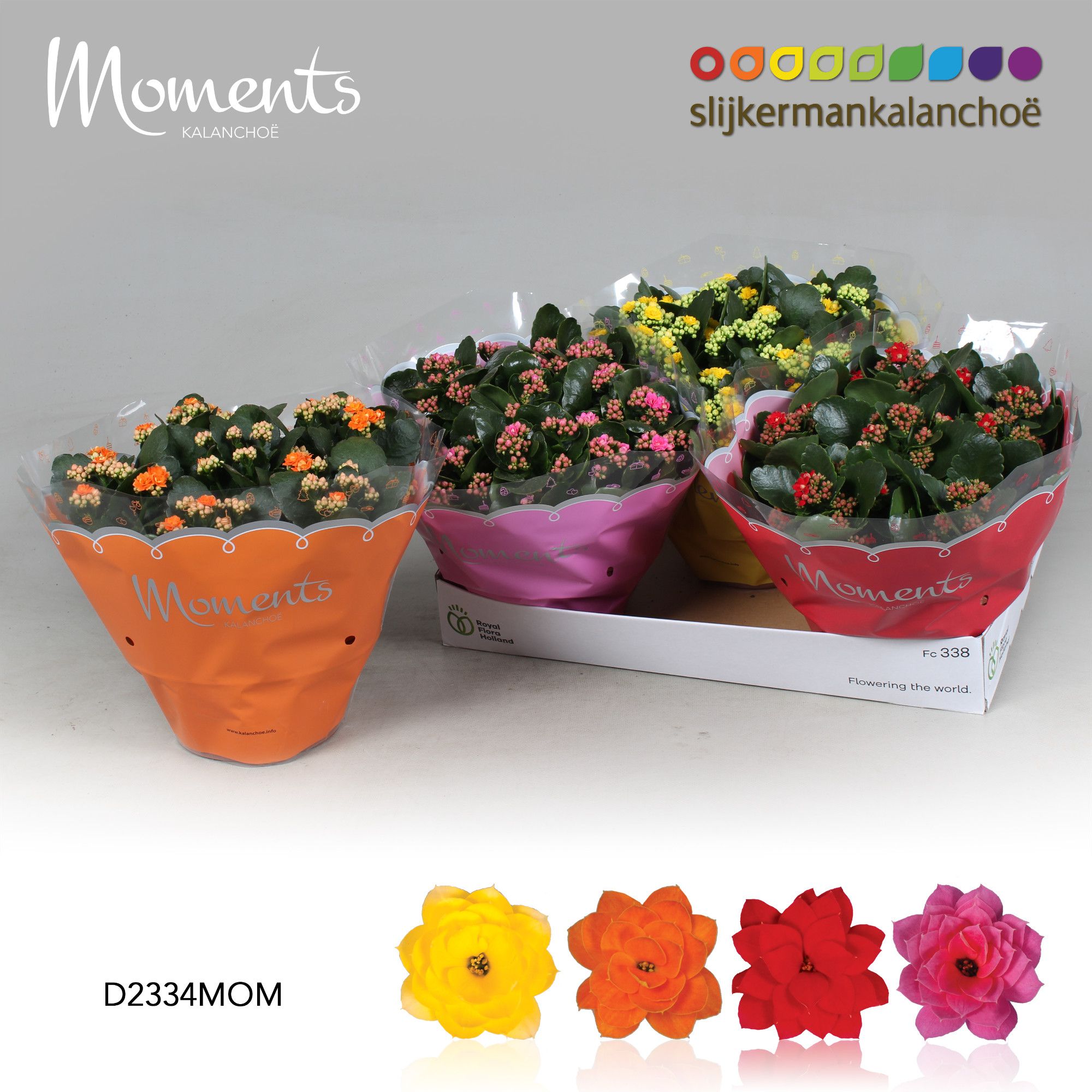 Kalanchoe Moments - 4 Colors Mix, D 23