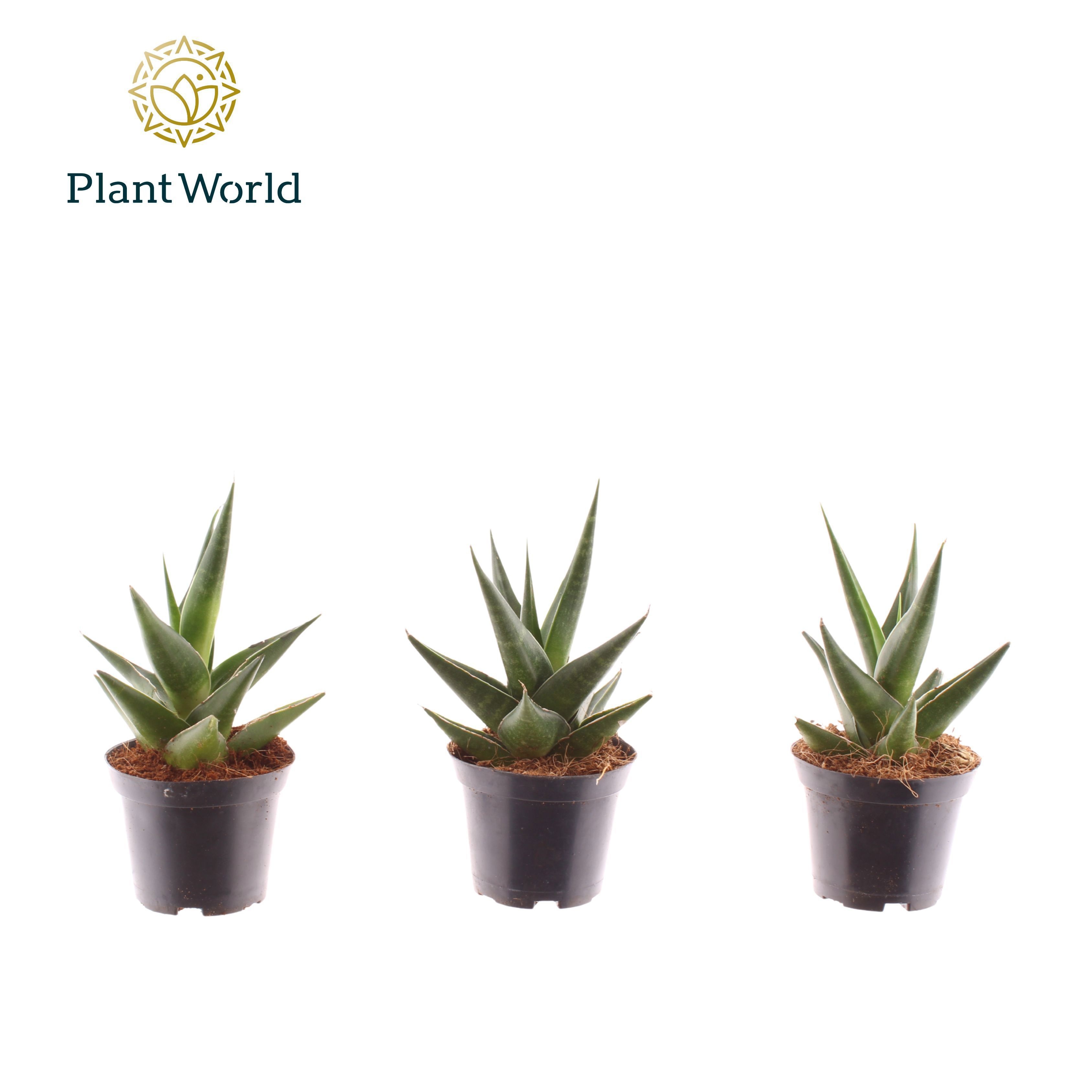 Sansevieria Maik 7 cm, D 7