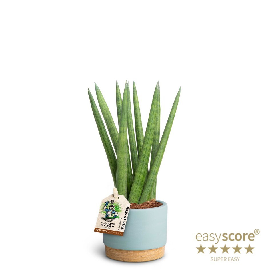 SANSEVIERIA CYLINDRICA 40631687 WB Sky Spaghetti, D 7