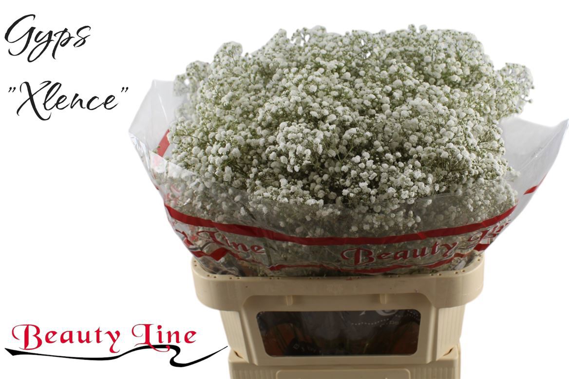 Гипсофила Экселенс 80 (бел.), шт.