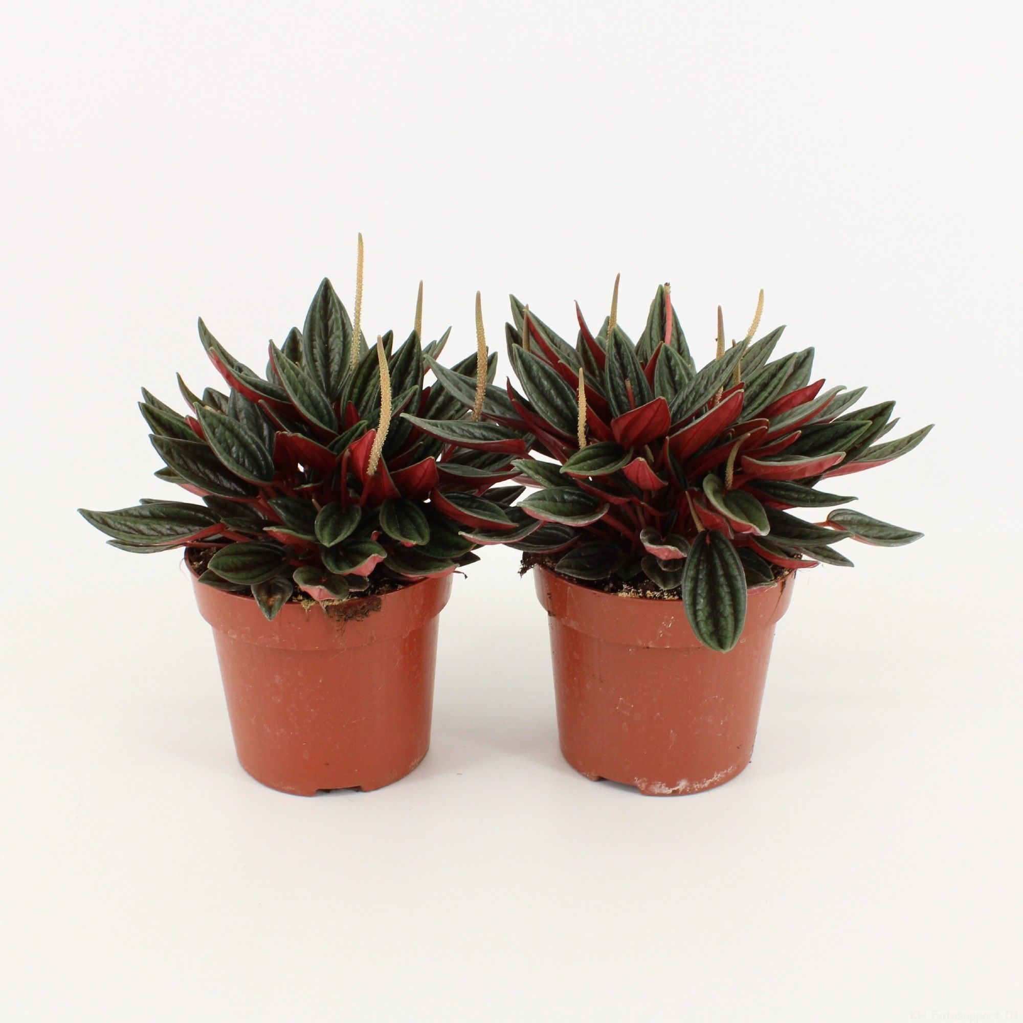 Peperomia Rosso P10.5, D 10,5