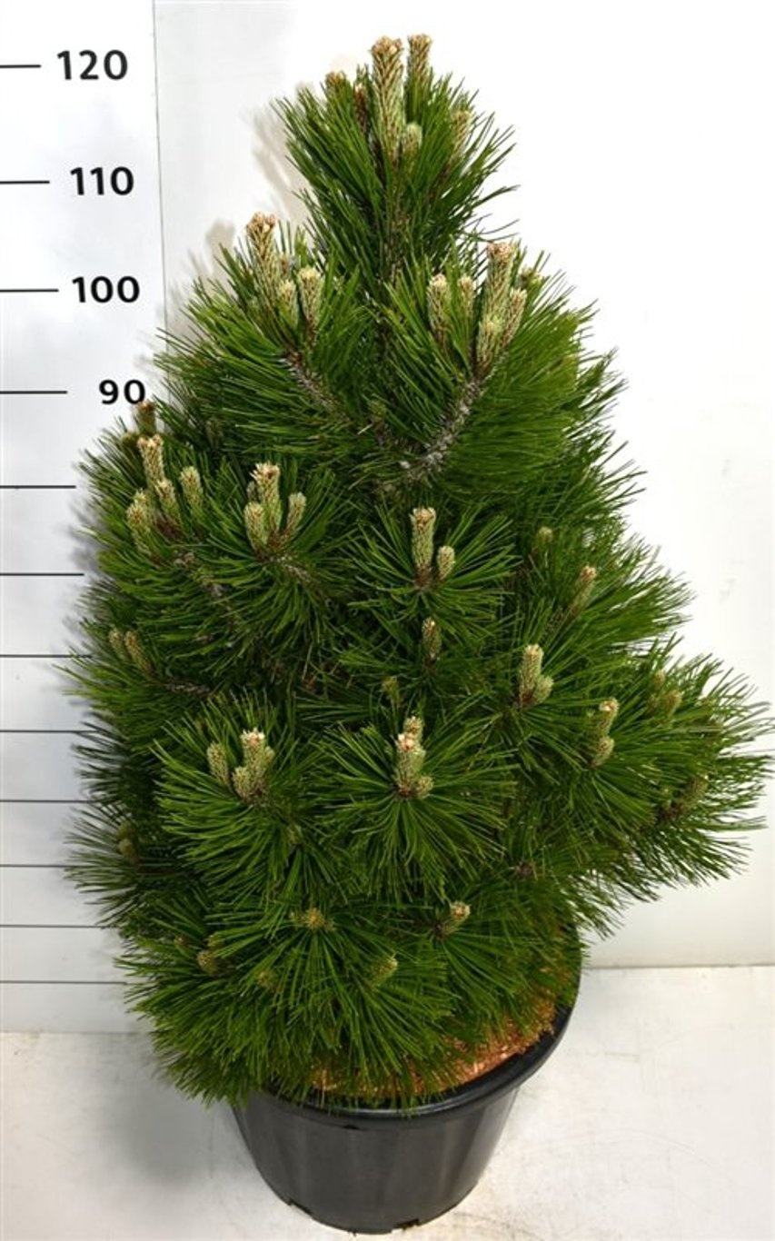 Pinus heldreichii 'Malinki', D 40