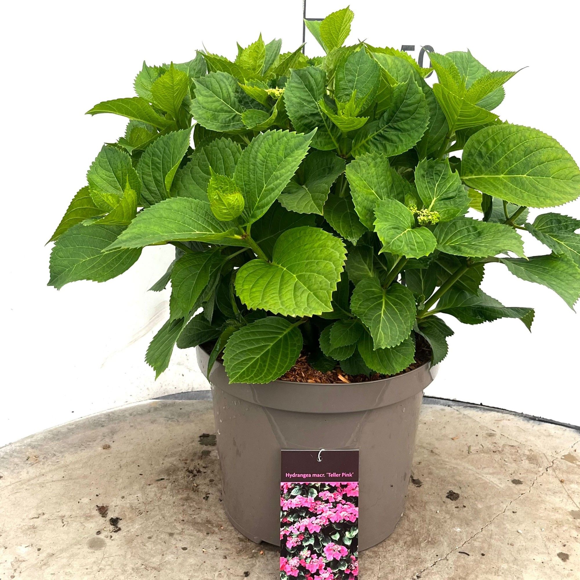 602 VPK : Pot 29 cm HYDRANGEA TELLER PINK, D 29