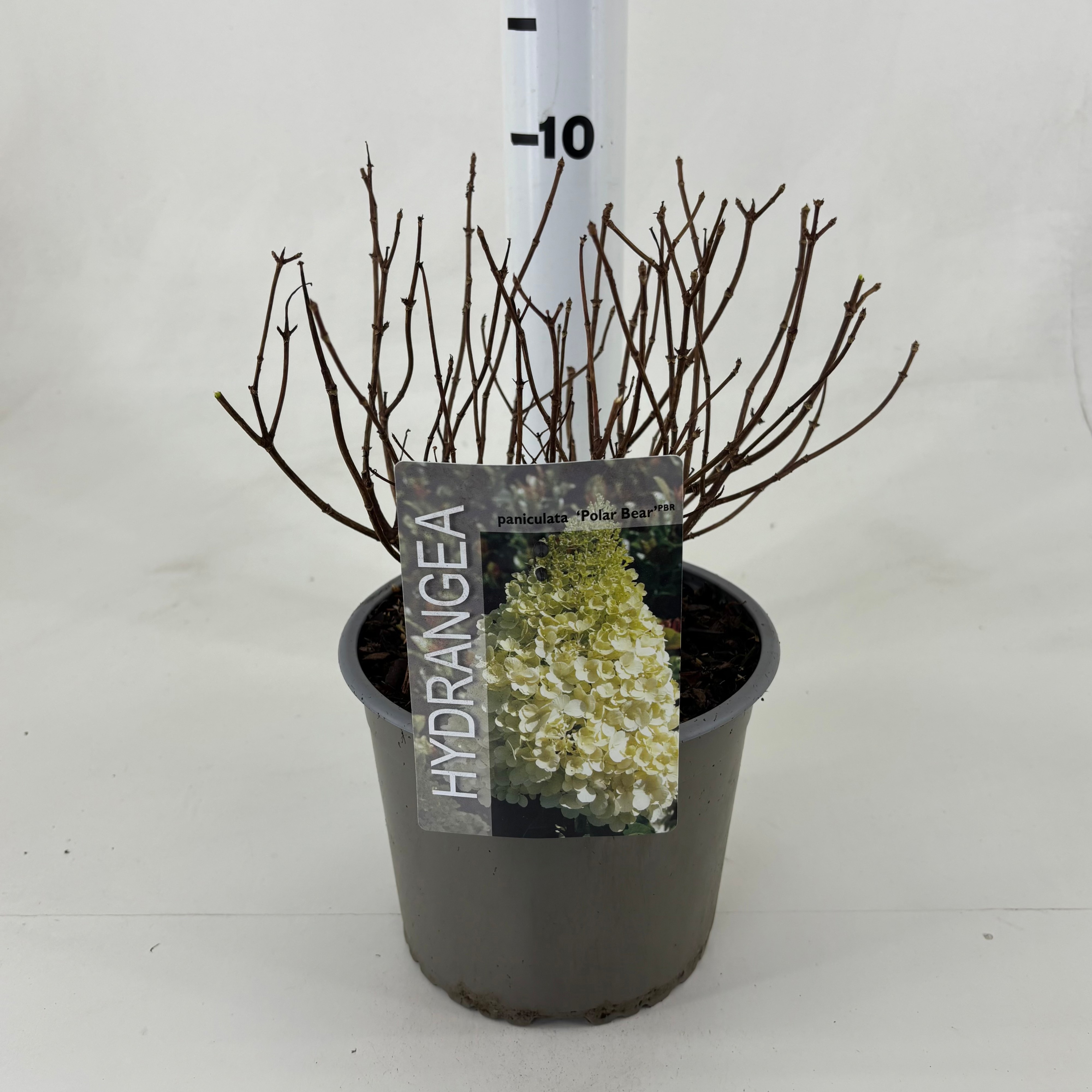 Hydrangea pan. 'Polar Bear' ®, D 19