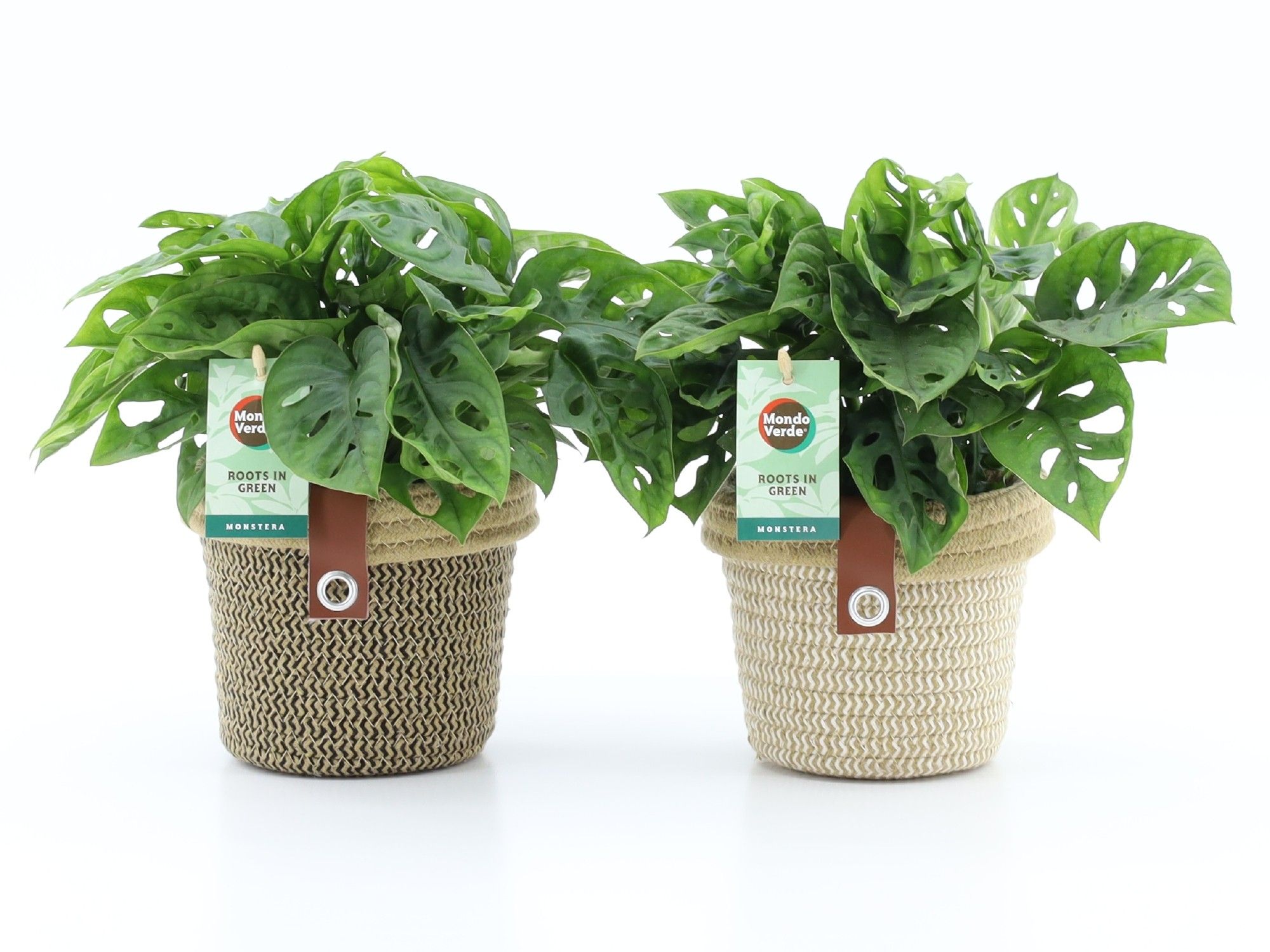 Monstera Adansonii in Noah Deluxe, D 14