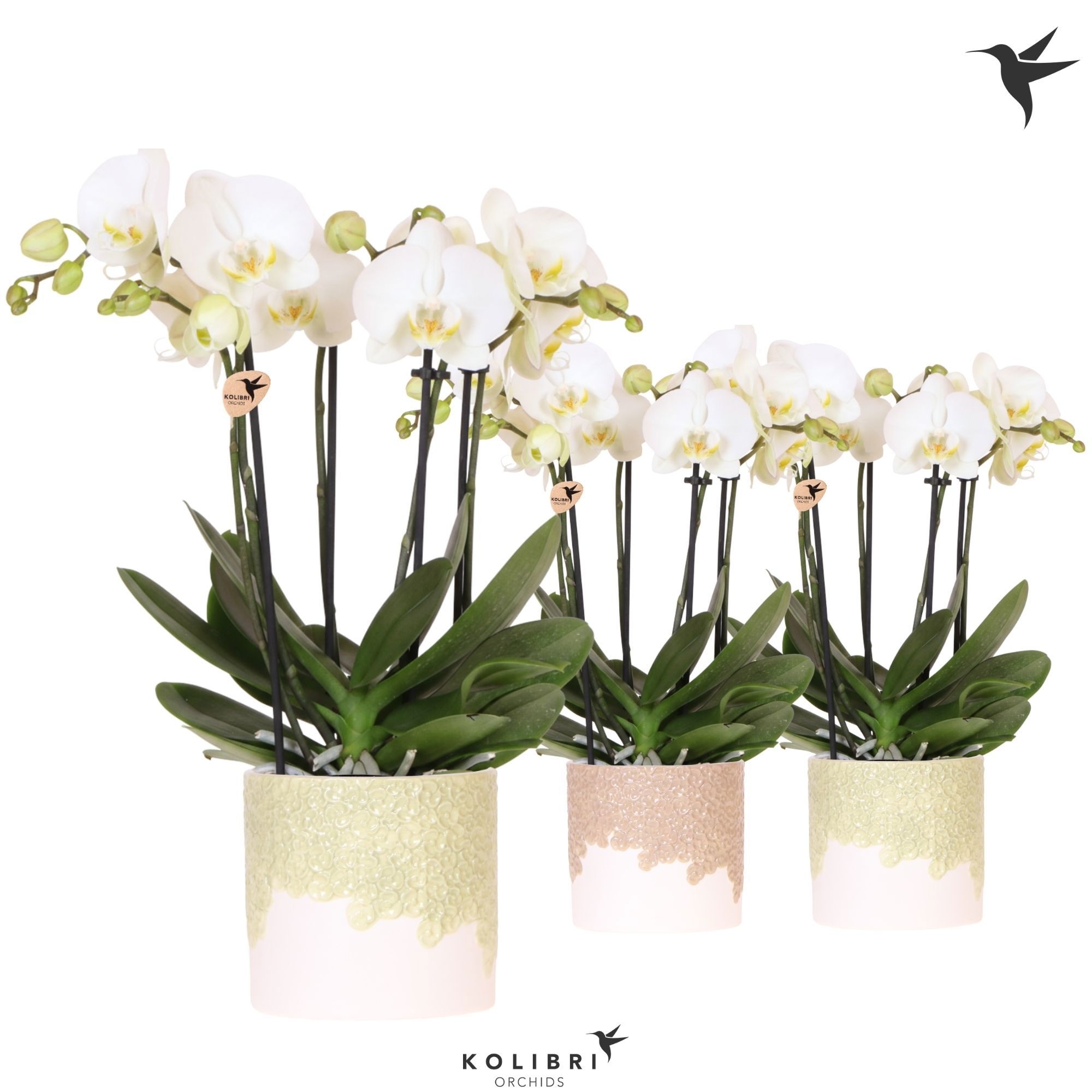 Kolibri Orchids Phalaenopsis Jewel Ghent 4 spike in Bloom pot sand mix, D 12