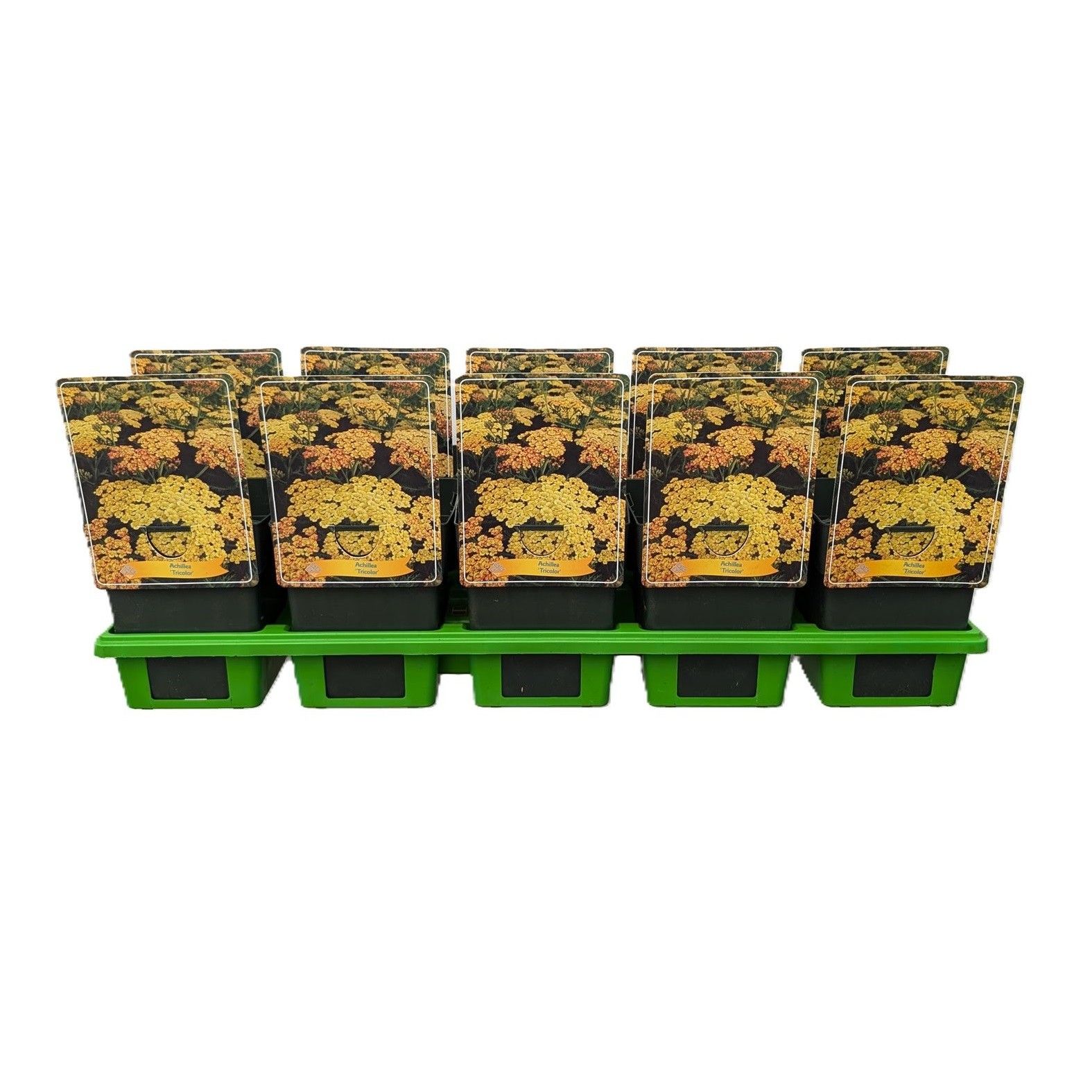 Achillea 'Tricolor' P11, D 11