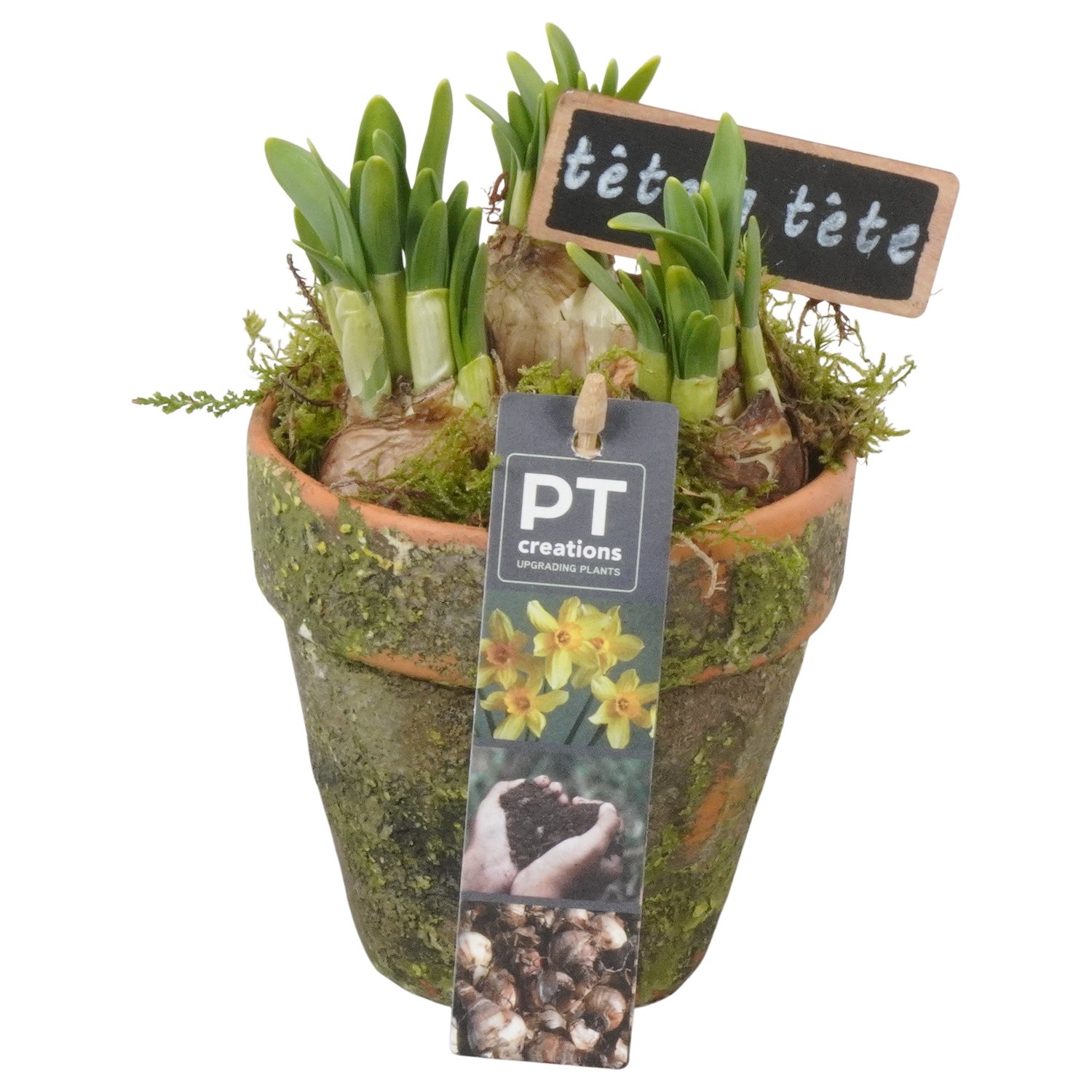 PTN8667 Arrangement Narcissus in terracotta pot, D 10