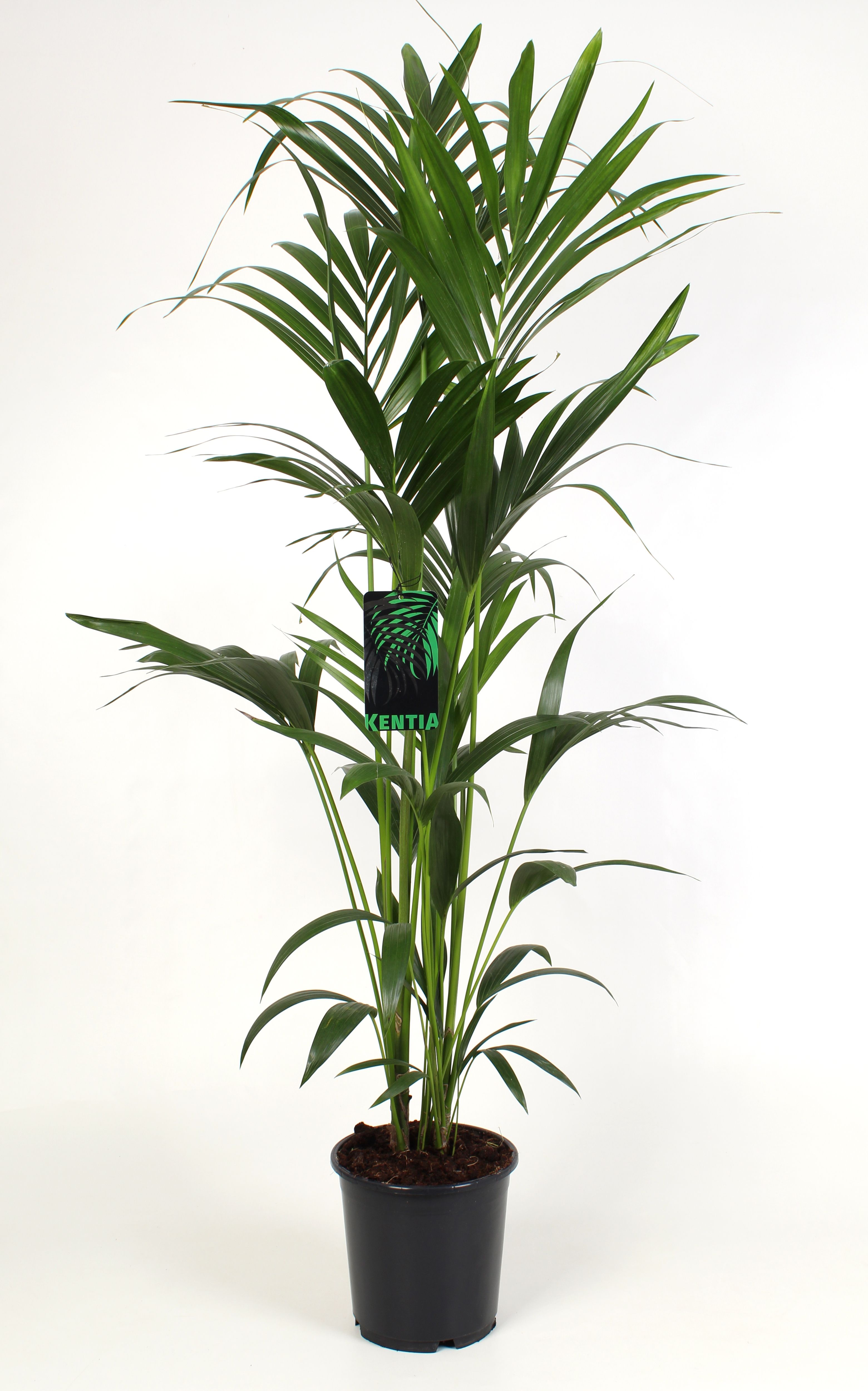Kentia Howea Forsteriana 24 cm 140 cm hoog, D 24