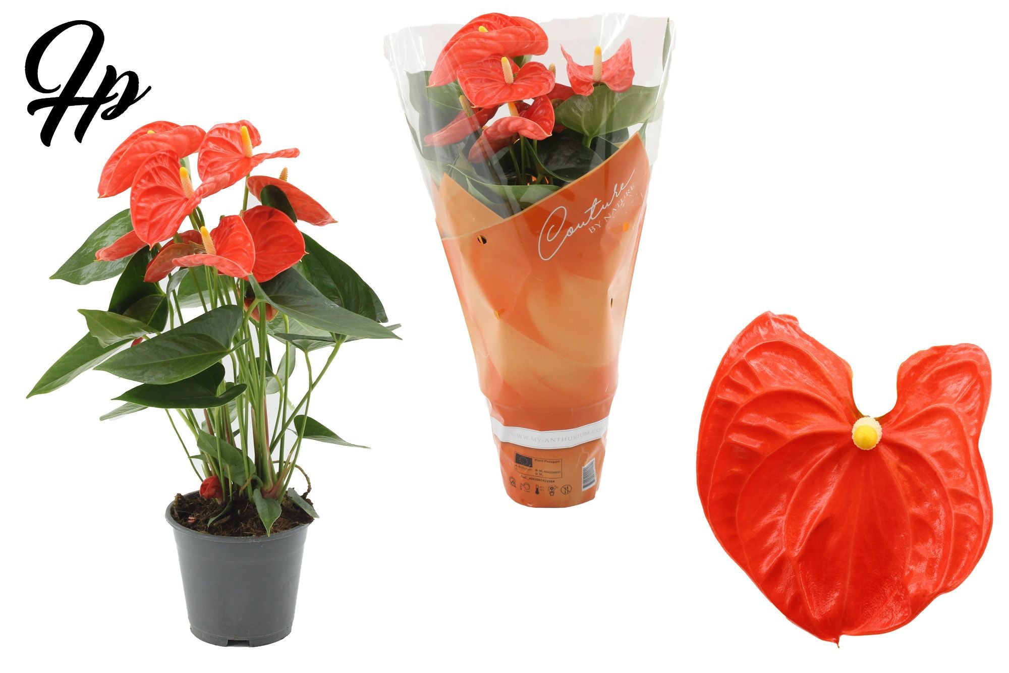 Anthurium 14 cm Sierra Orange in Couture sleeve, D 14