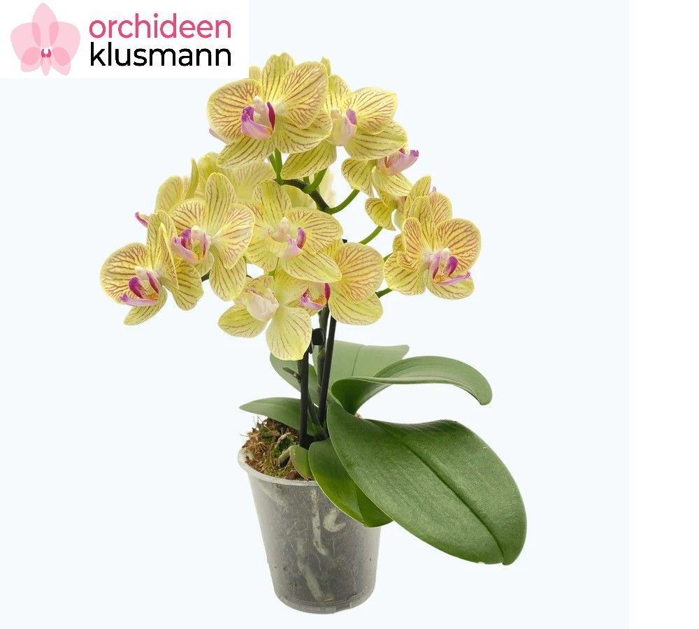 Phal. 2 tak 'Lima' 9 cm Topf 'Table Dance', D 9