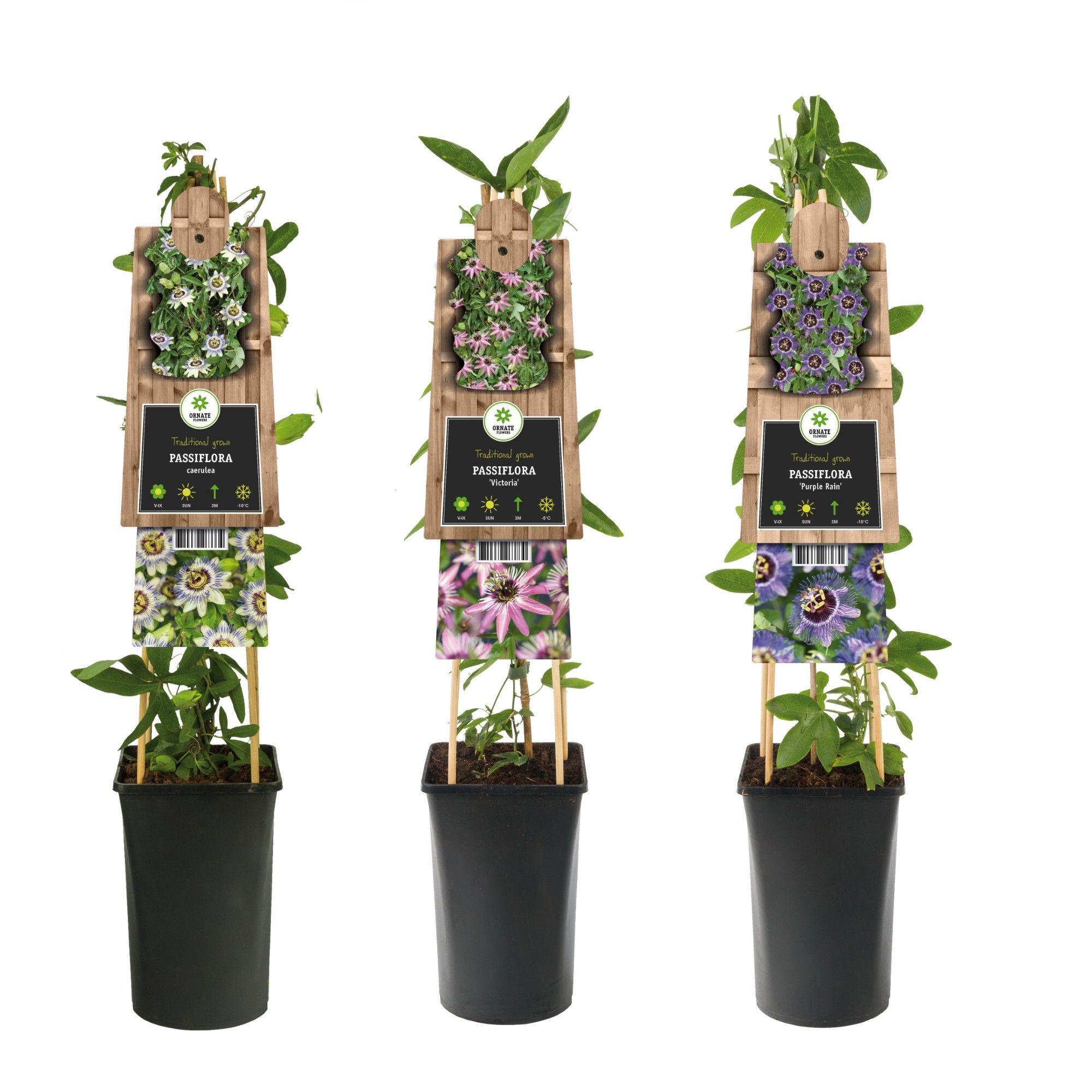 Mixtray Passiflora +3.0 label, D 17