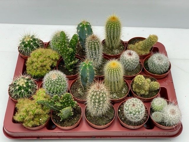 Engeland art.9966 Cactus gemengd 6,5 cm, D 6,5