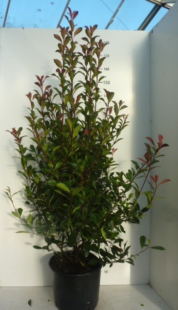 Photinia fraseri 'Carré Rouge' ®, D 32