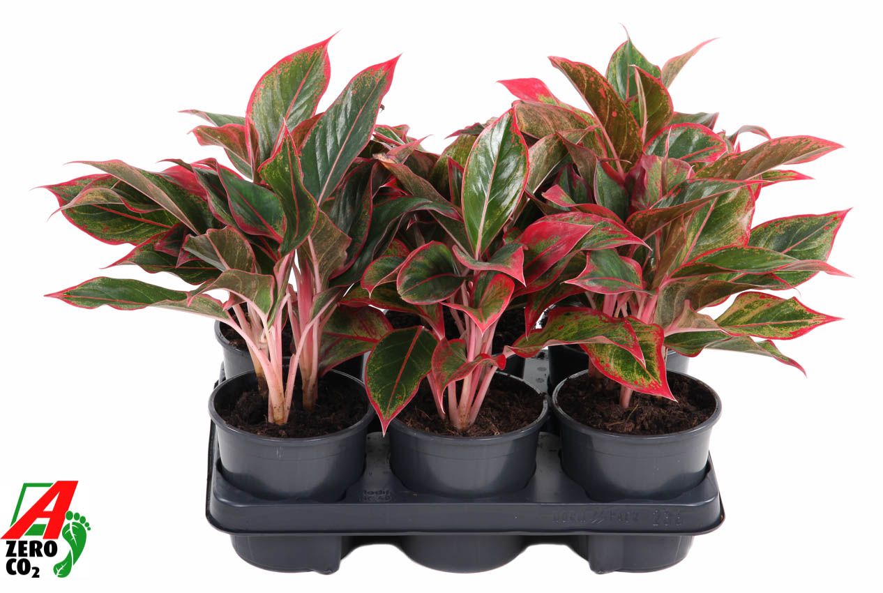 Aglaonema Siam Red, D 13