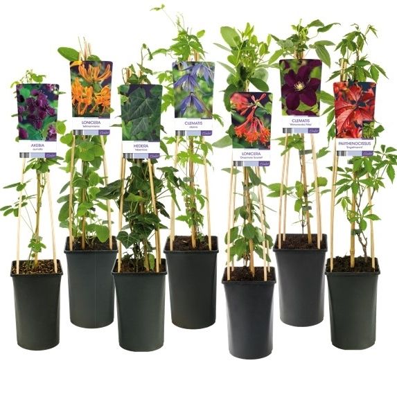 Mix CC 50% Clematis, 50% Climbers +light label, D 17