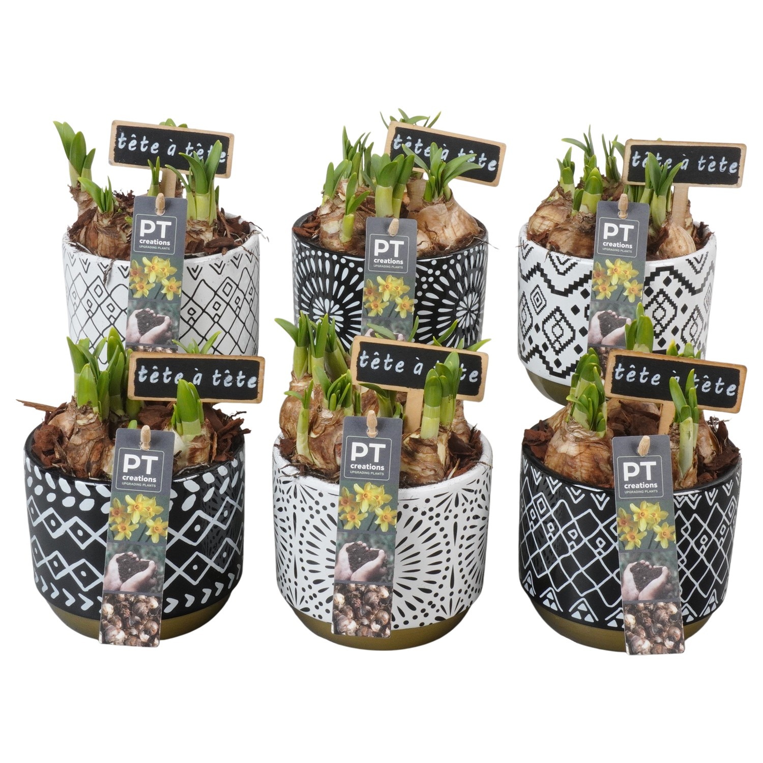 PTN8728 Arrangement Narcissus in keramiek pot, D 12