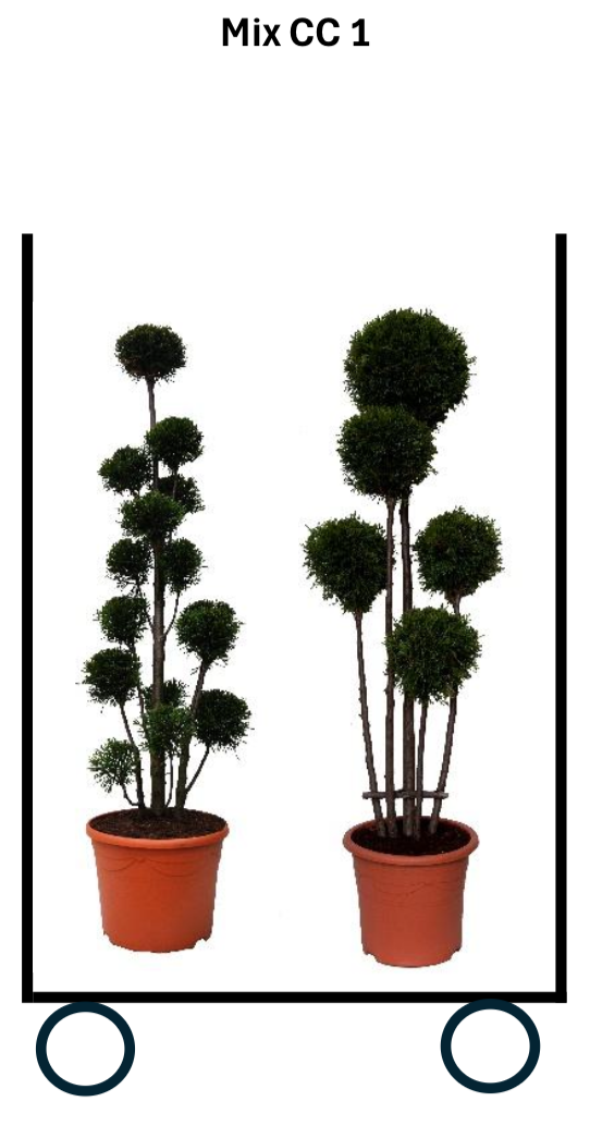 Mix CC 1: Smaragd vormsnoei -> 4 x Ponpon + 4 x Multibol plantmaat 120-140 cm - verplant. 17 liter deco, D 35