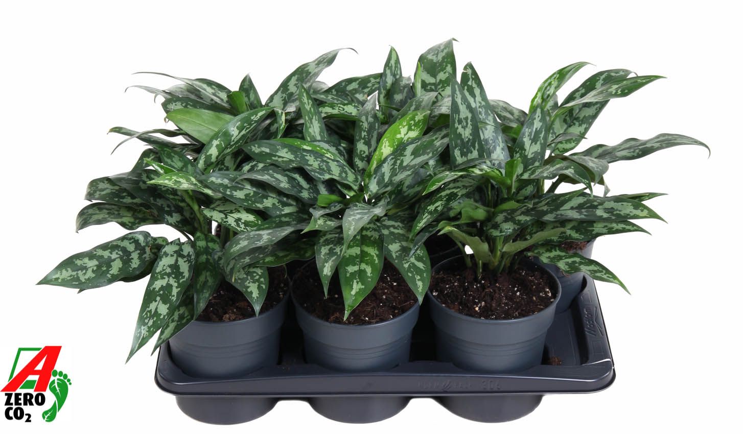 Aglaonema Maria, D 17