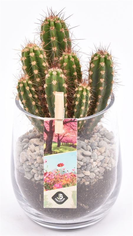 Glas cilinder 9/11cm, D 9